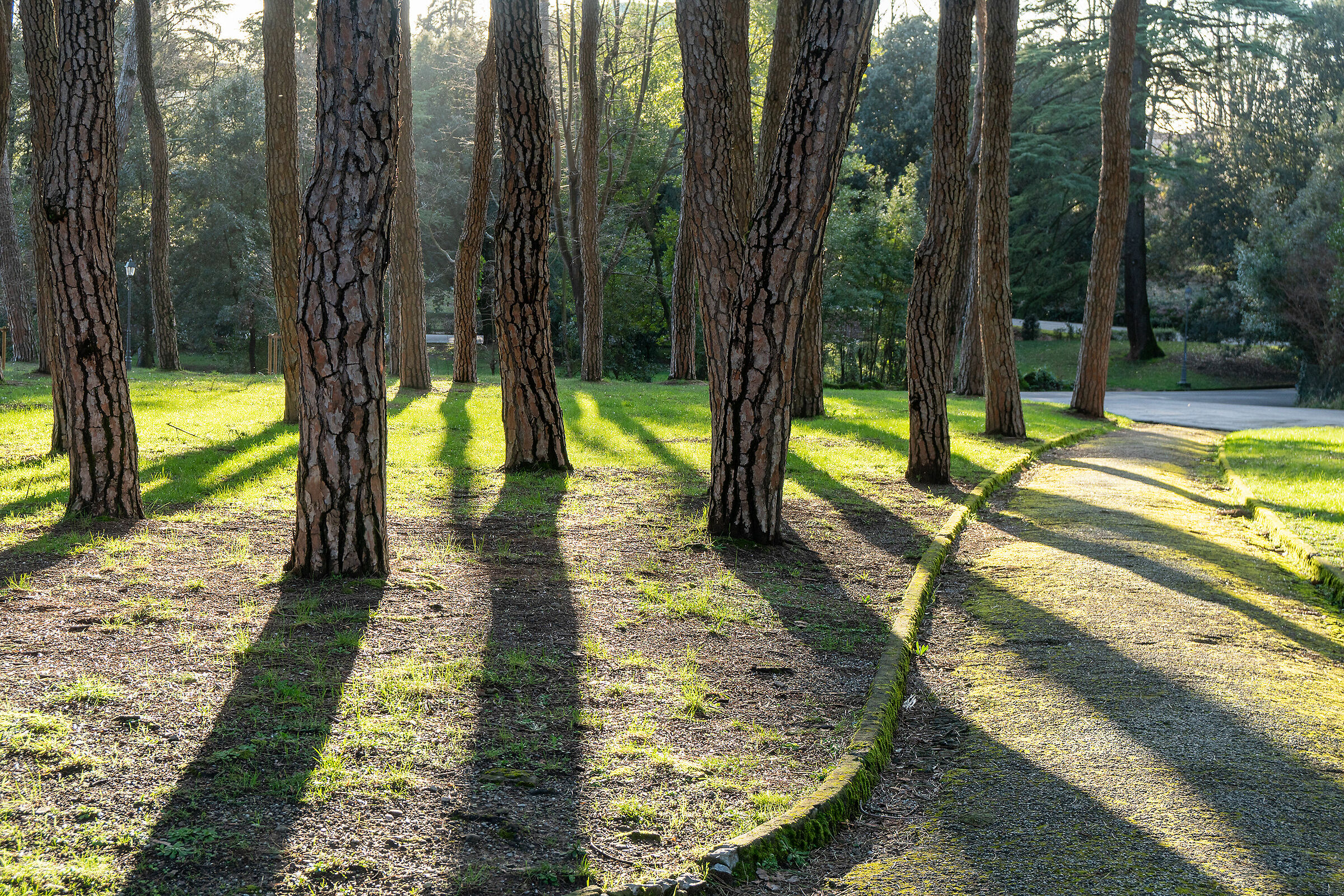 glimpse of pine forest
