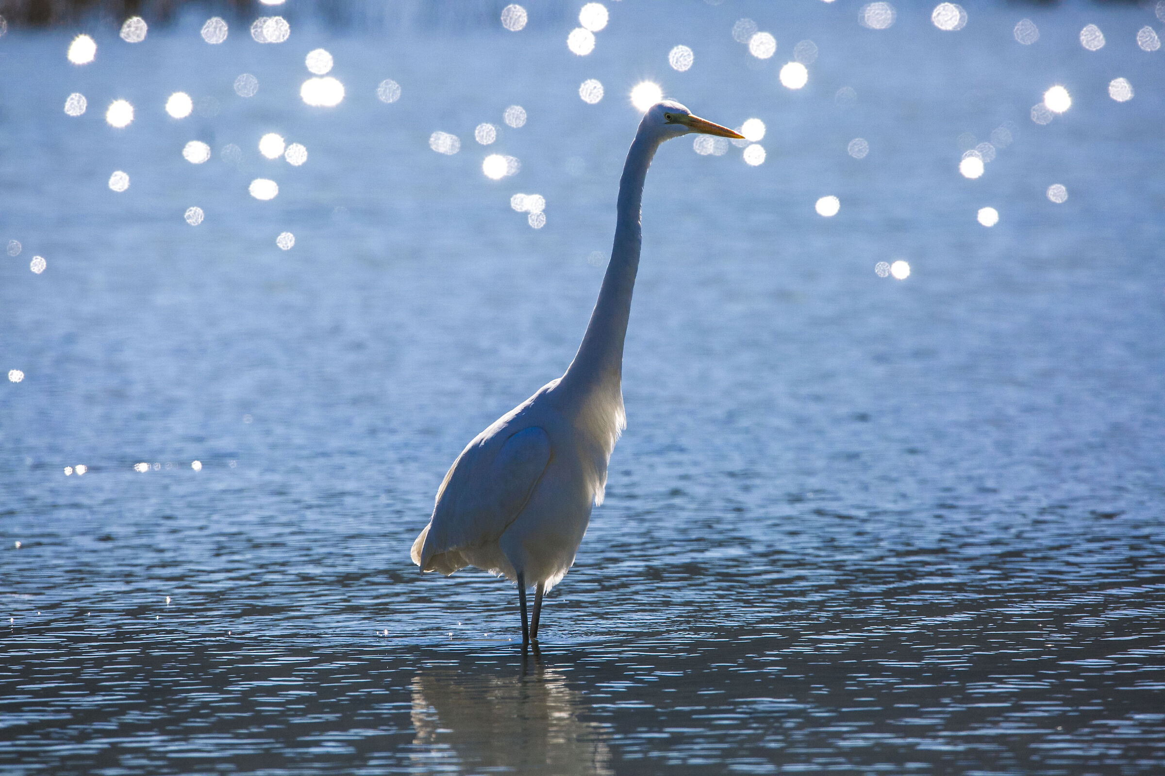 heron on Trasimeno