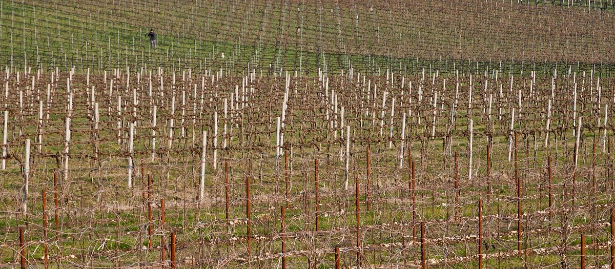beginning of the pruning