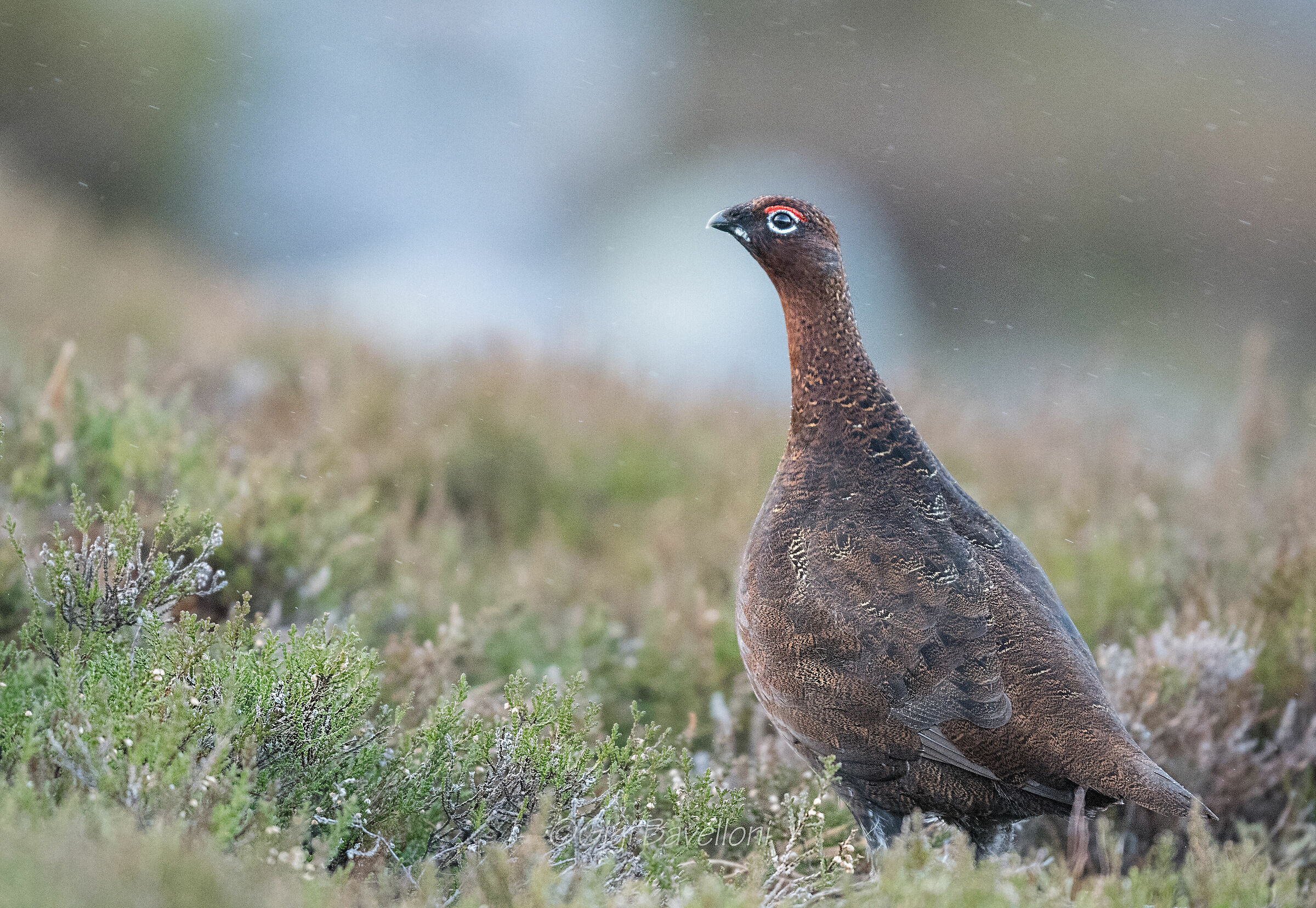 partridge of Scotland