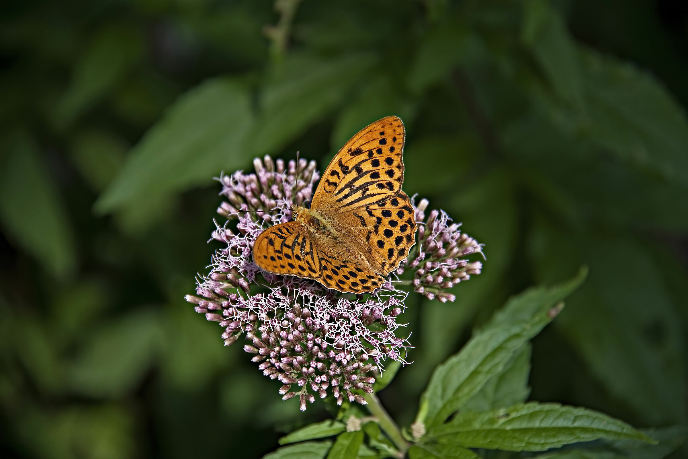 Argynnis Paphia 01