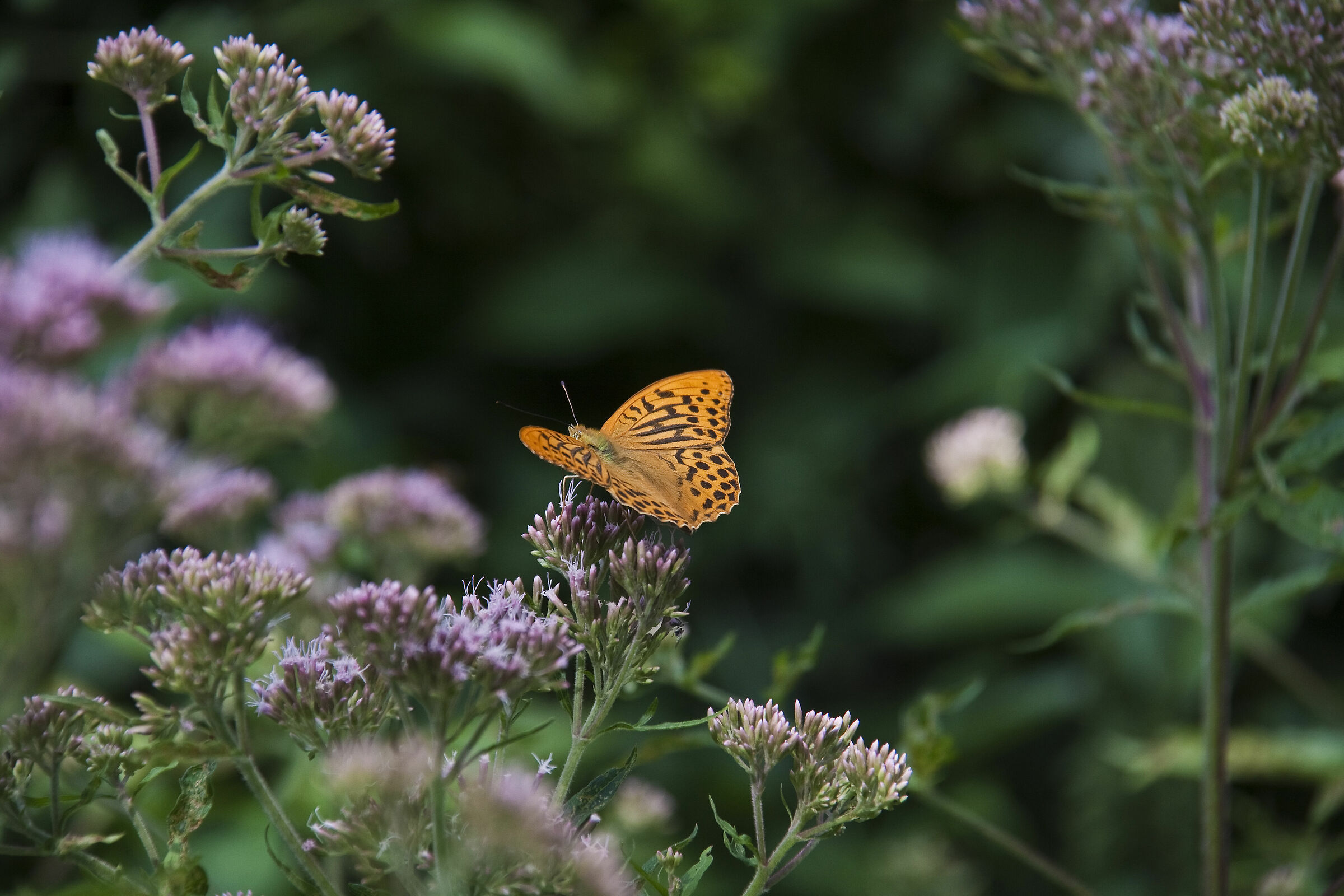 Argynnis Paphia 02