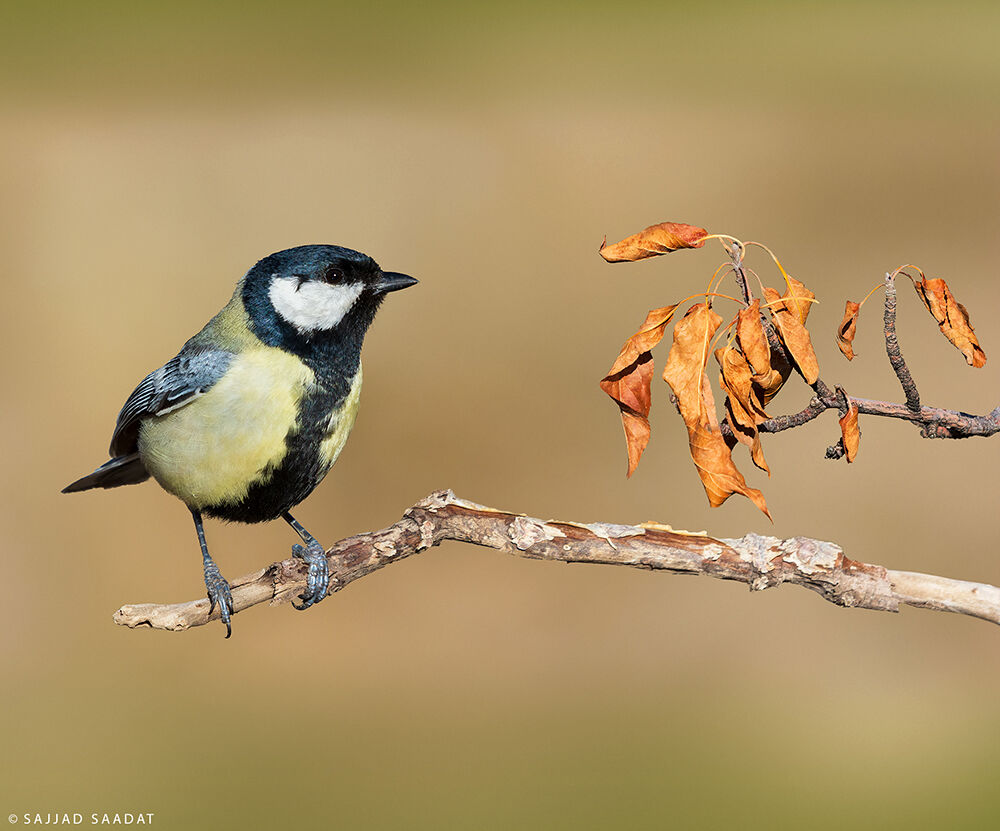 Great Tit
