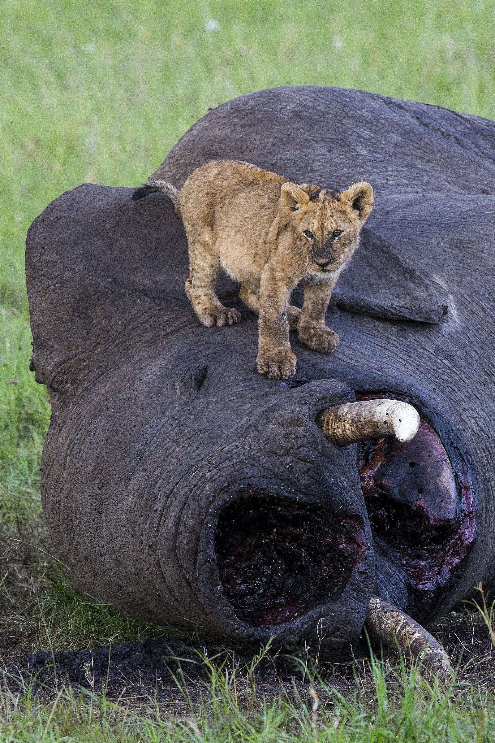 La dura legge della natura