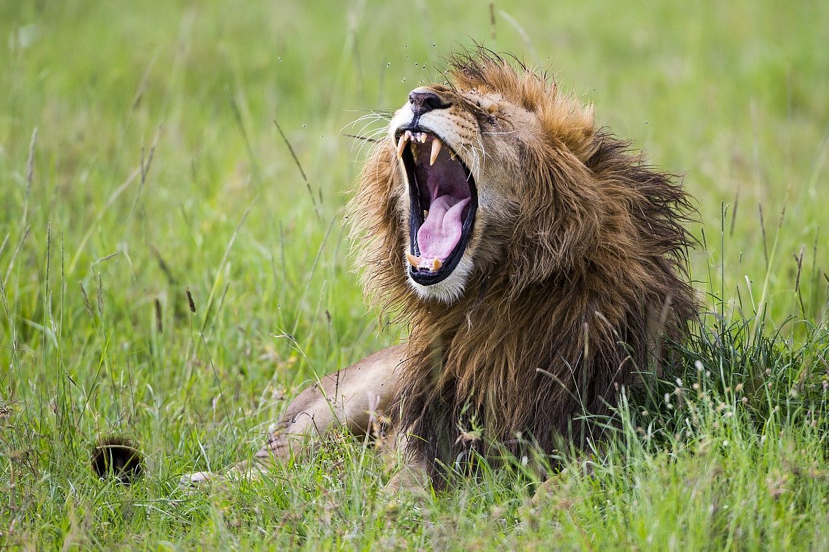 Il re della foresta (savana)