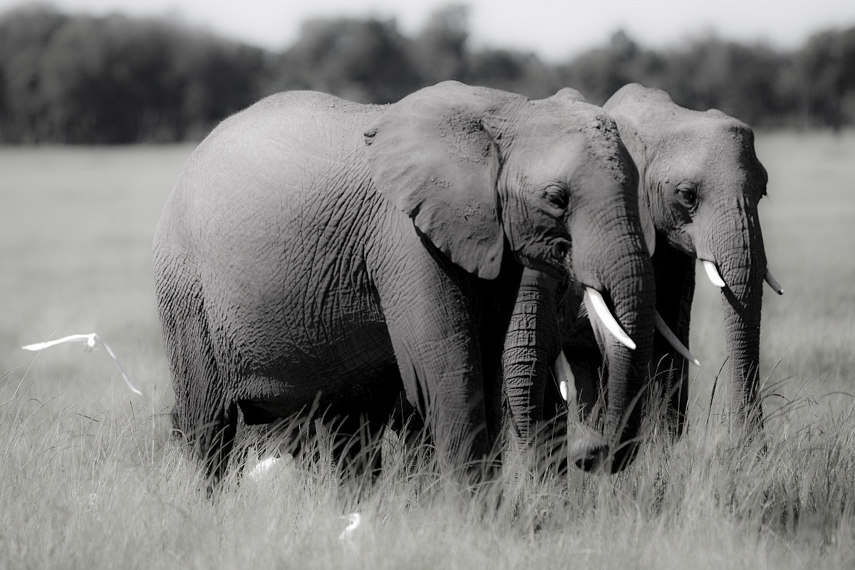 Elefanti... morbidi