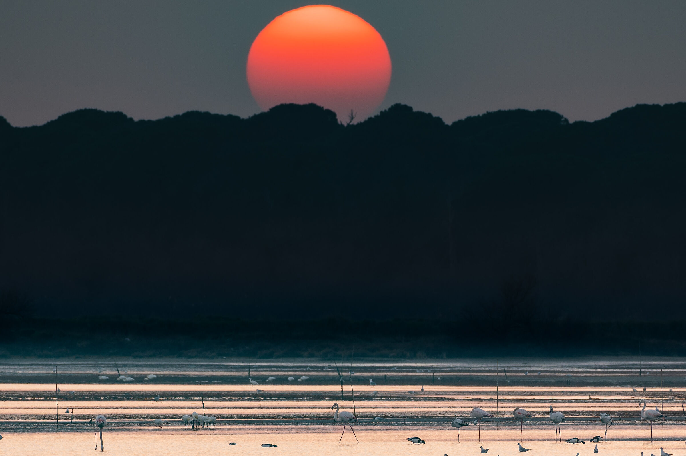 Flamingos at sunset