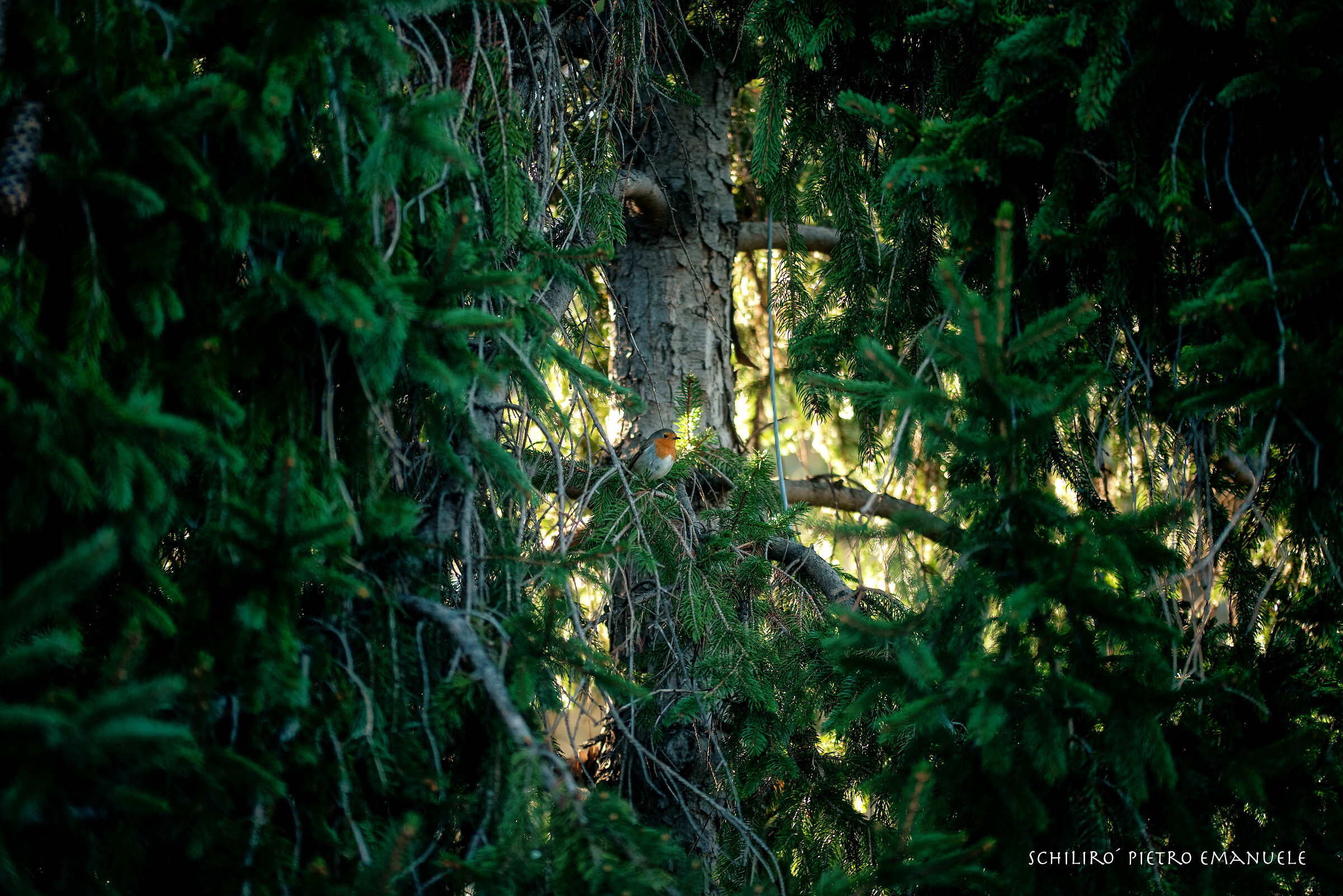 A Tenor at the center of the story... Thank you