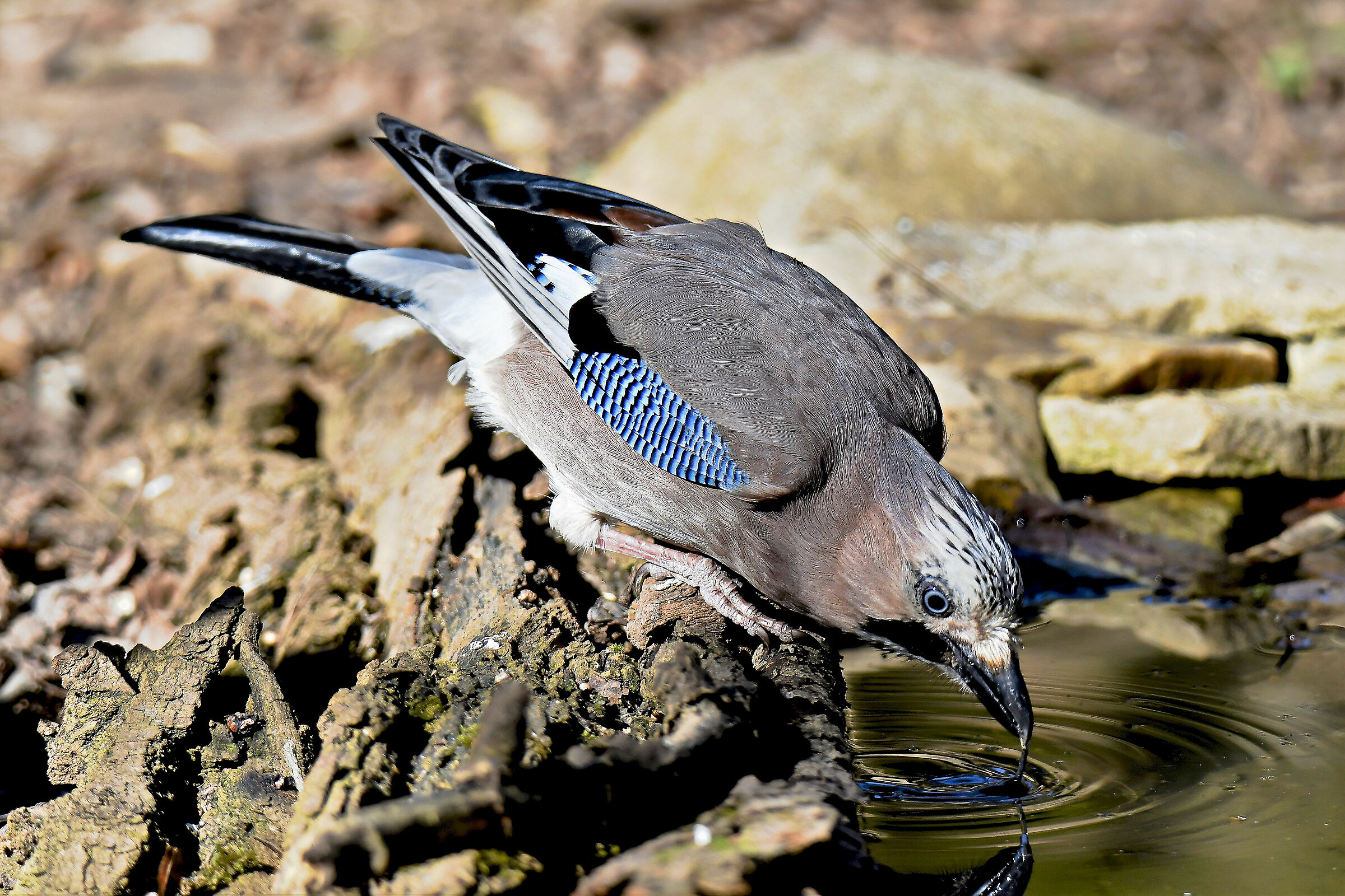 the thirst of the jay