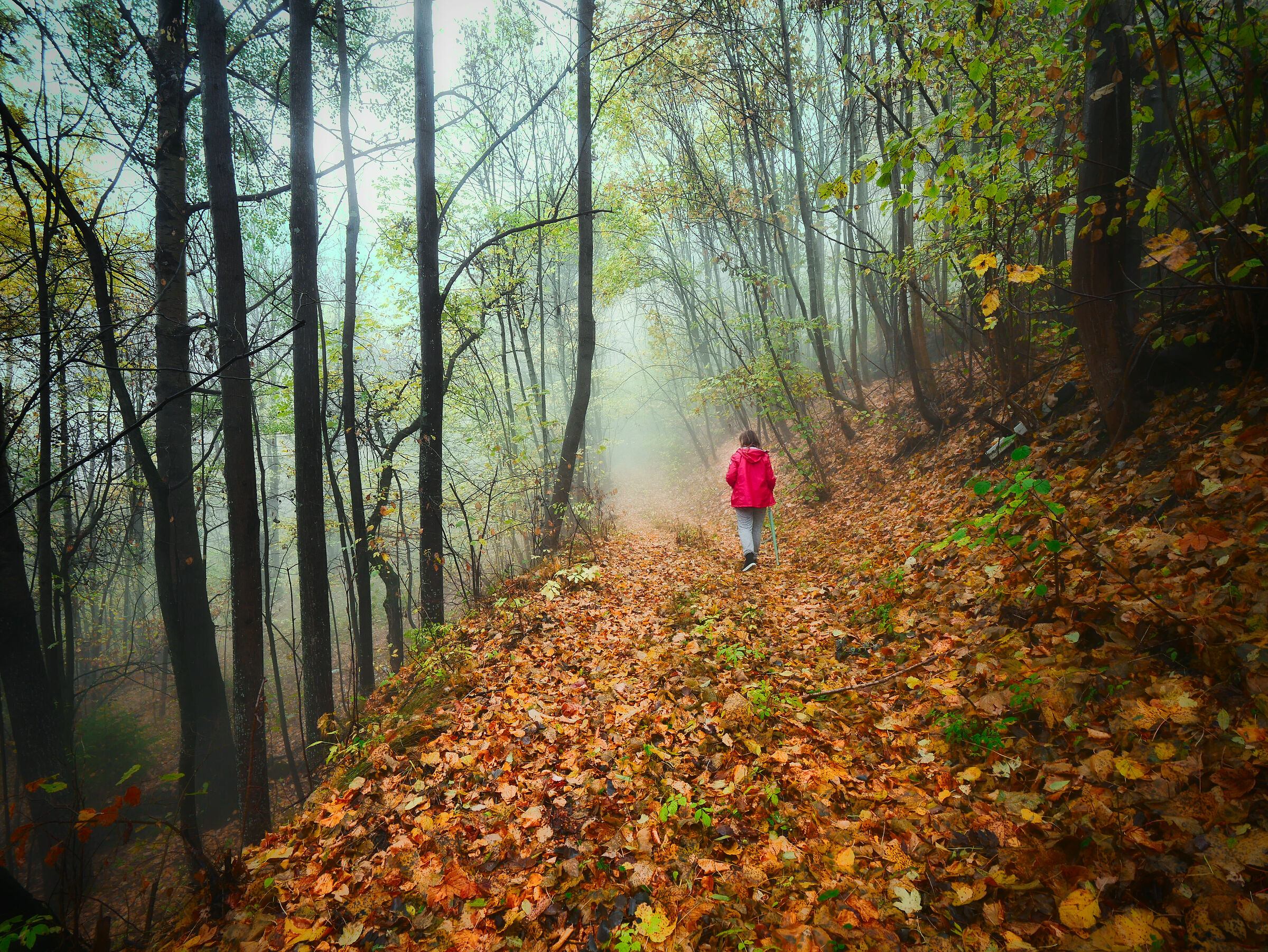 Walk in the woods