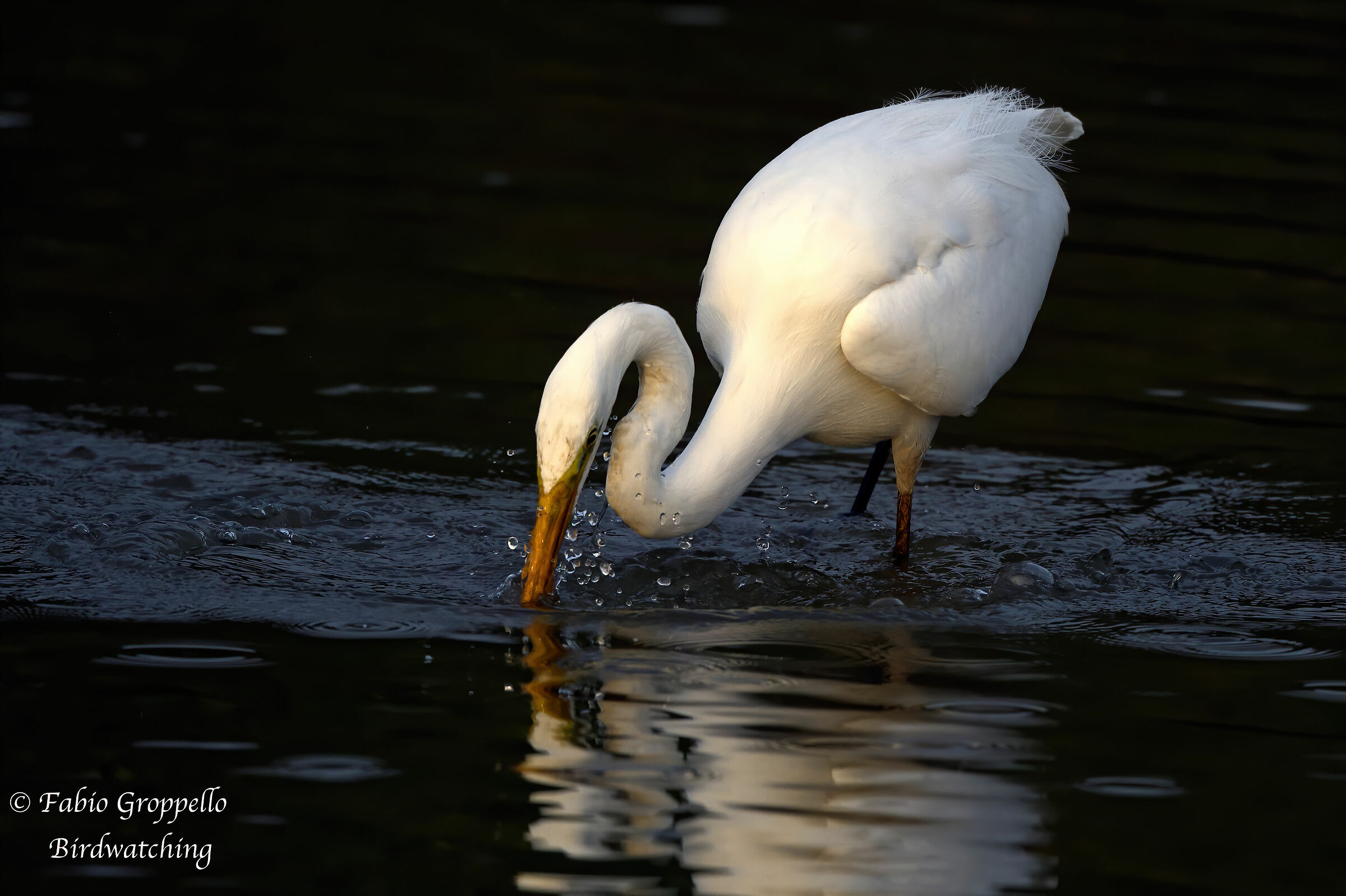 Major White Heron