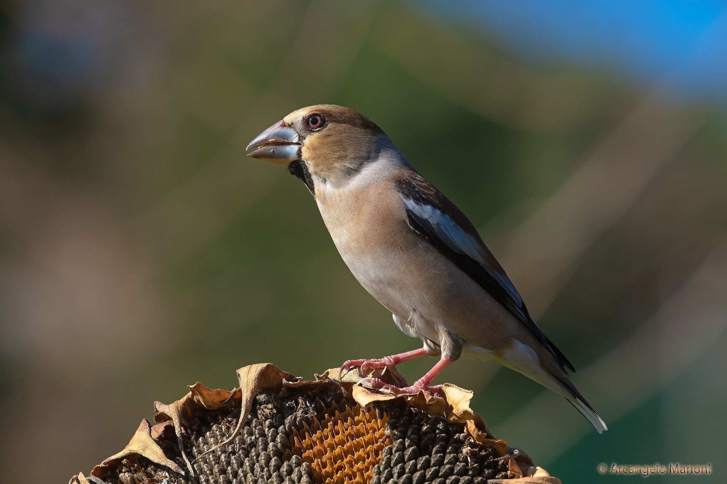 Lights and shadows on the frosone