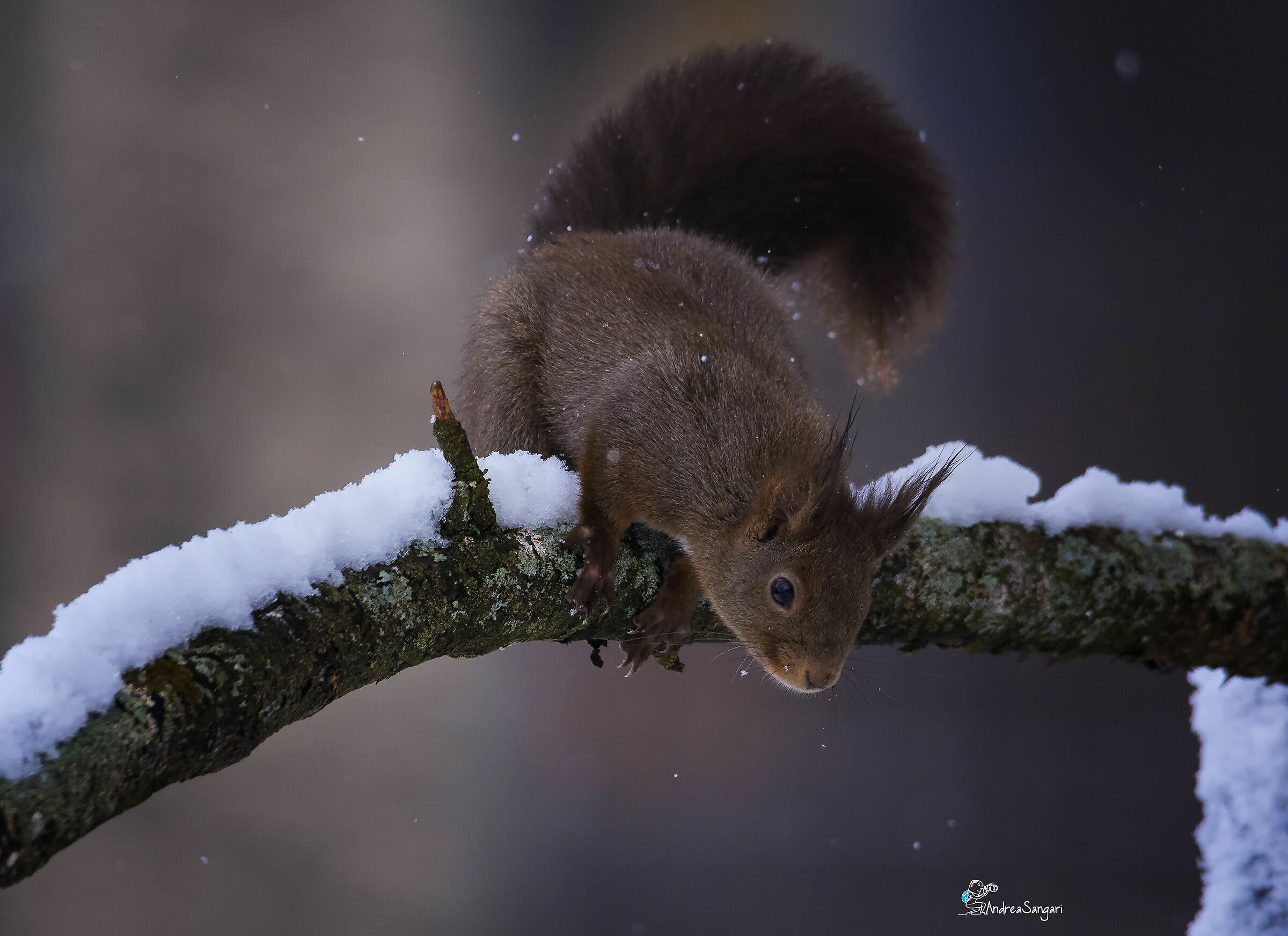 Lo scoiattolo degli auguri