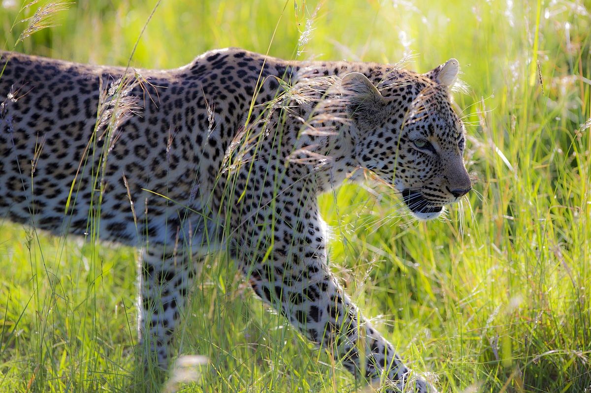 La leopardina di due anni se ne va in giro