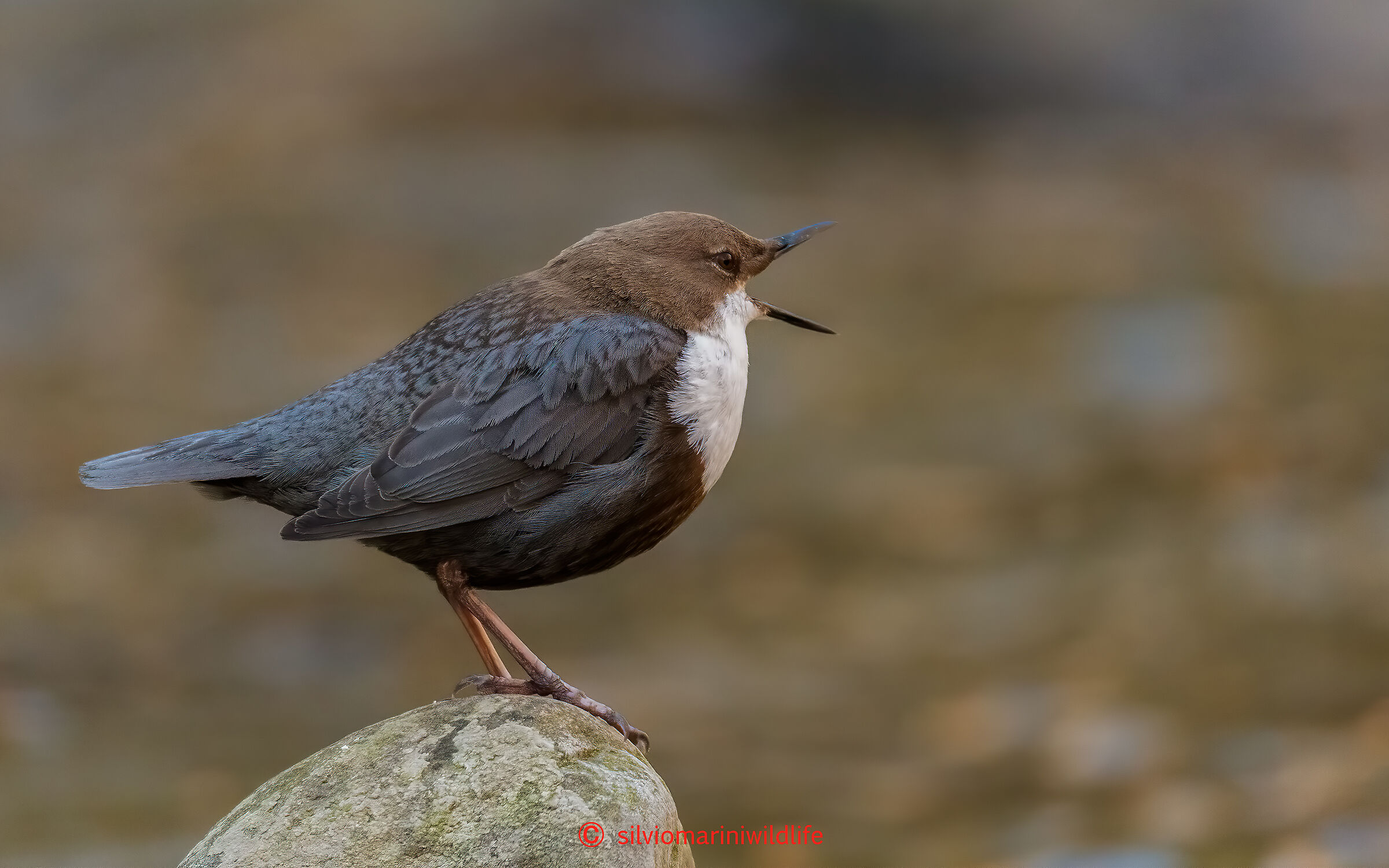 Merlo acquaiolo (Cinclus cinclus)