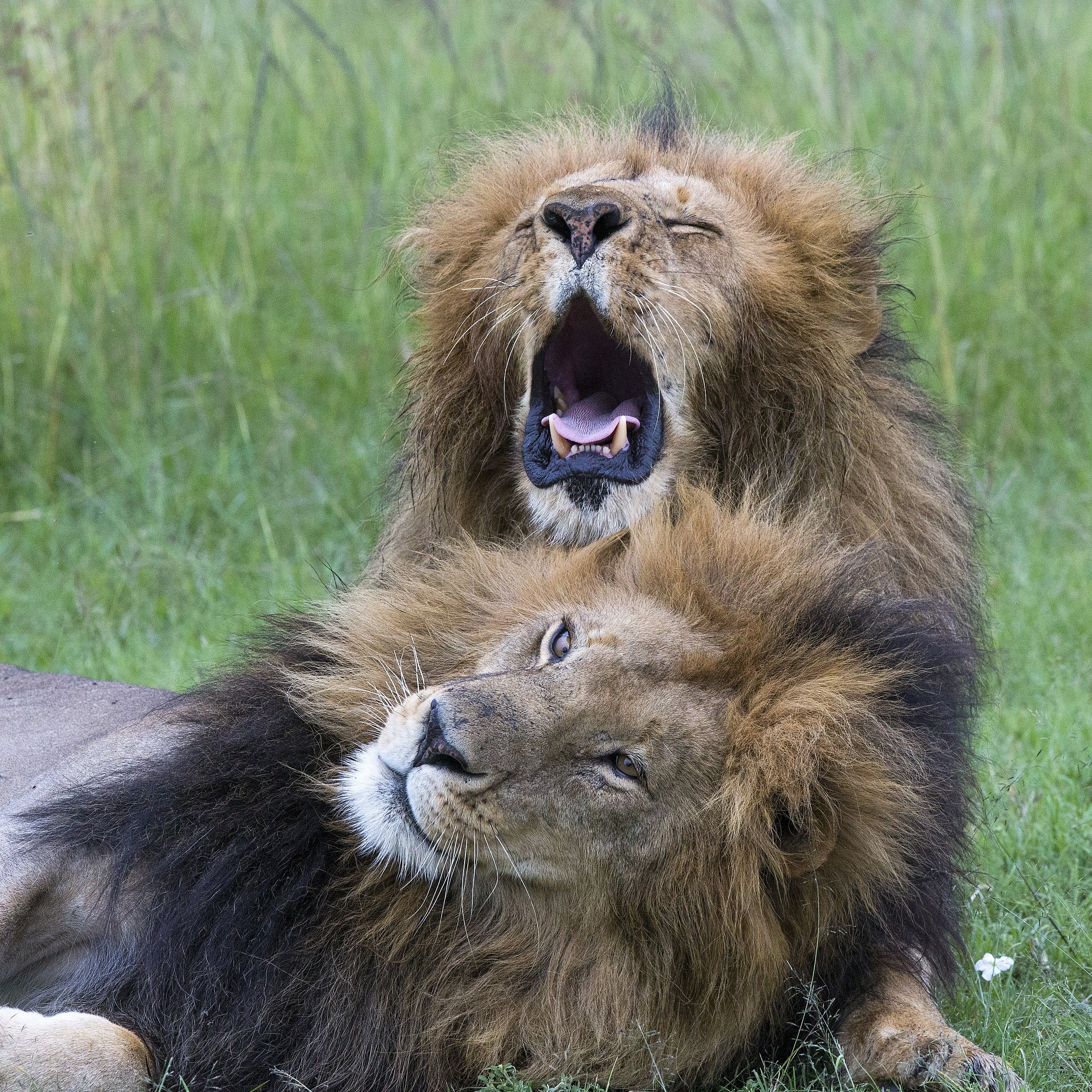 Coccole... tra maschi