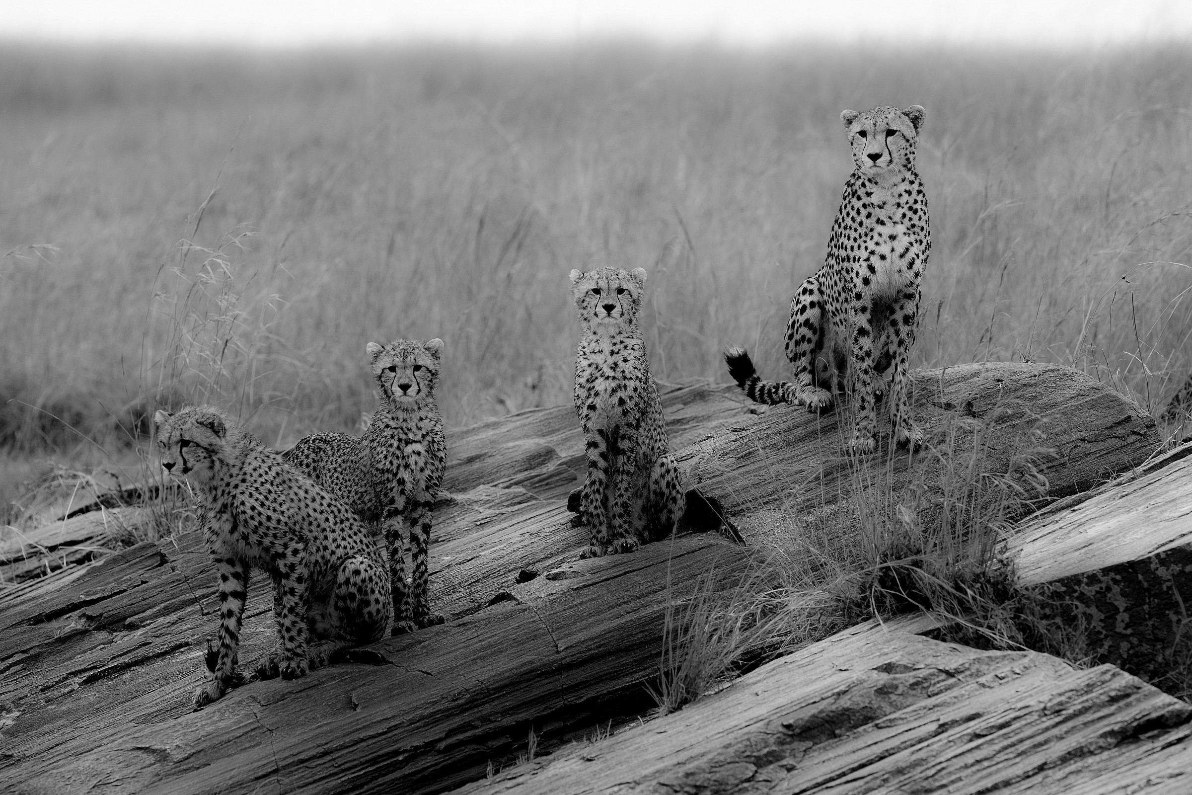 Qualche volta in B/N