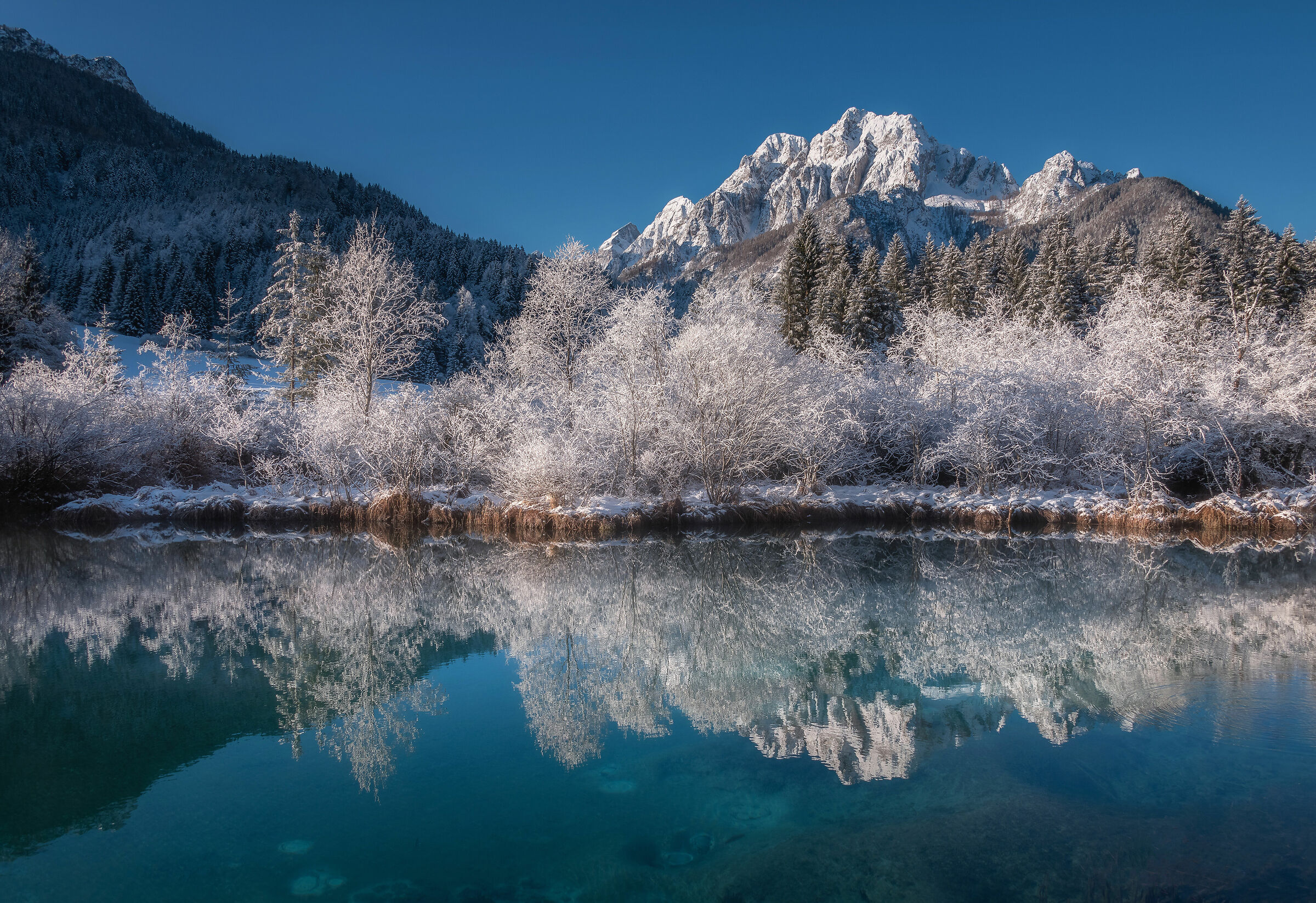 Winter at Zelenci springs