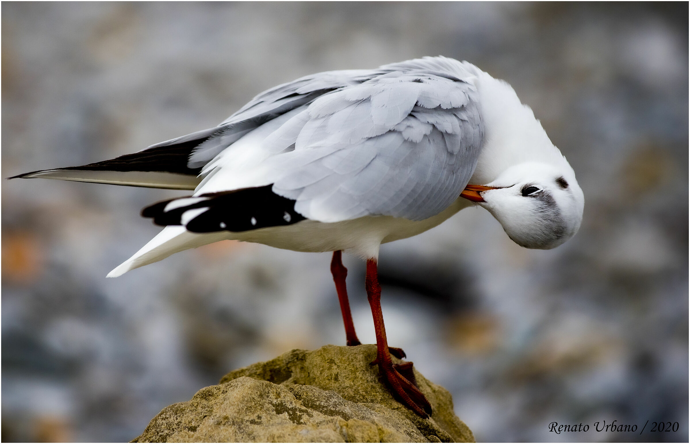 And now a little bit of order