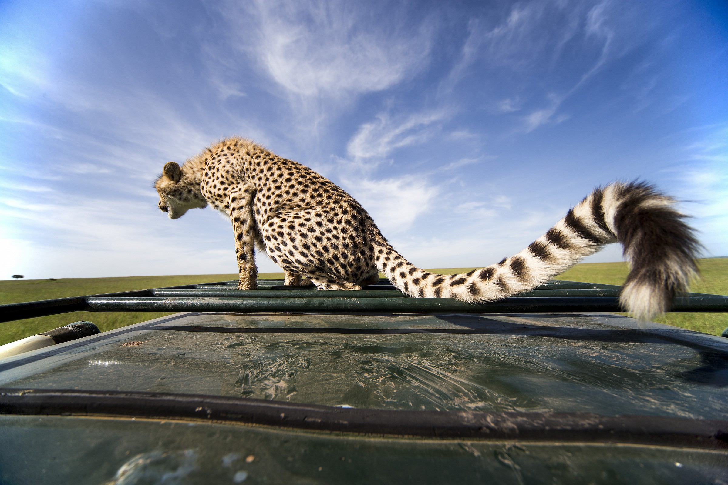 Il gatto sul tetto che scotta (per davvero!)