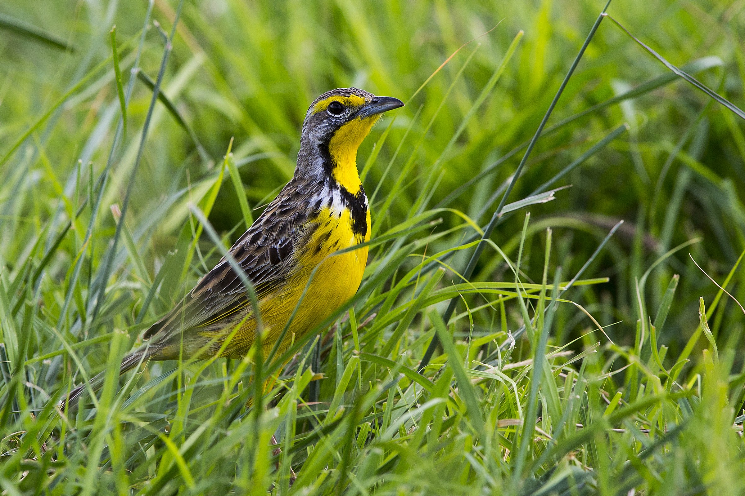 Zampagrossa golagialla (Yellow-throated longclaw)