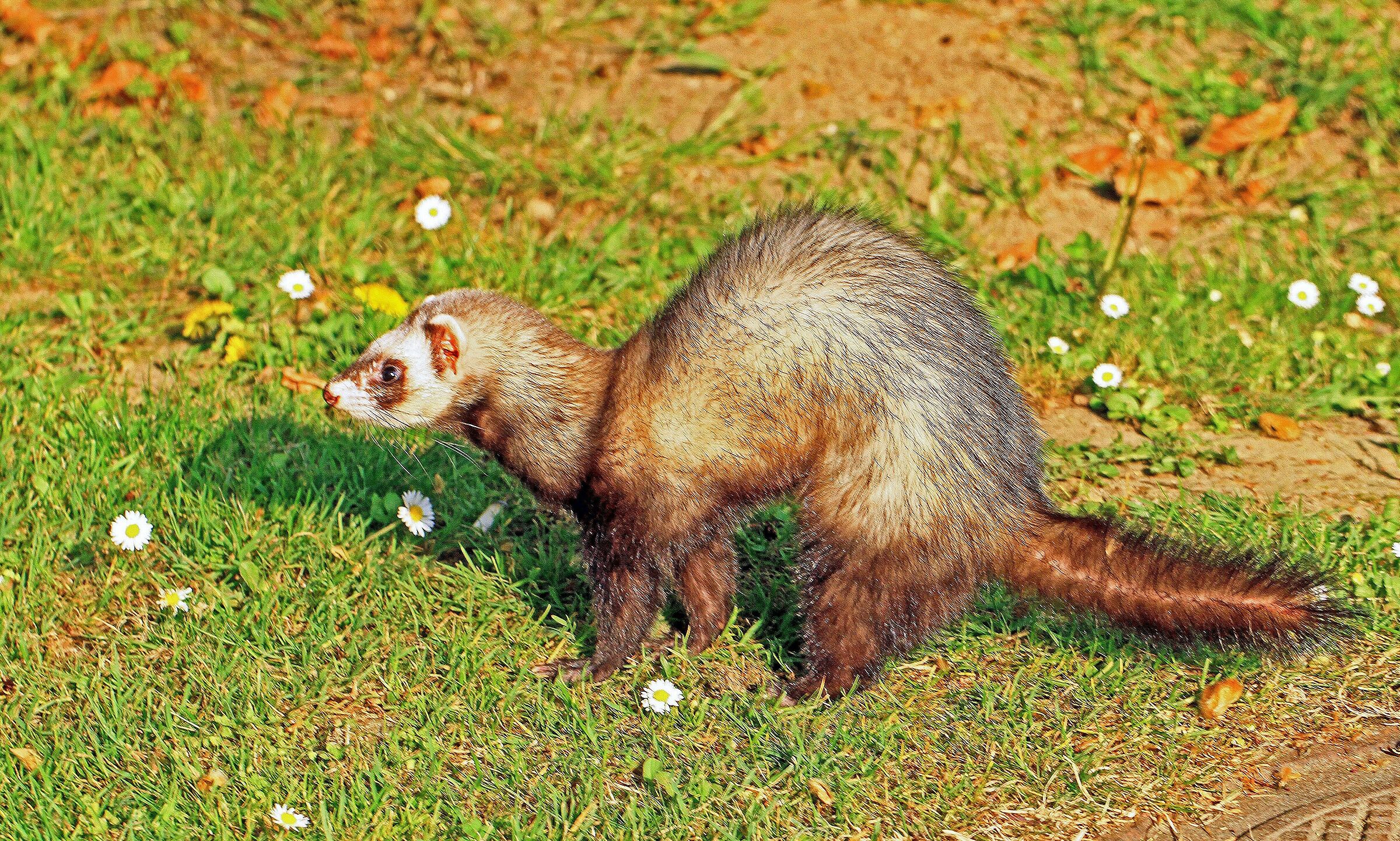 Ferret