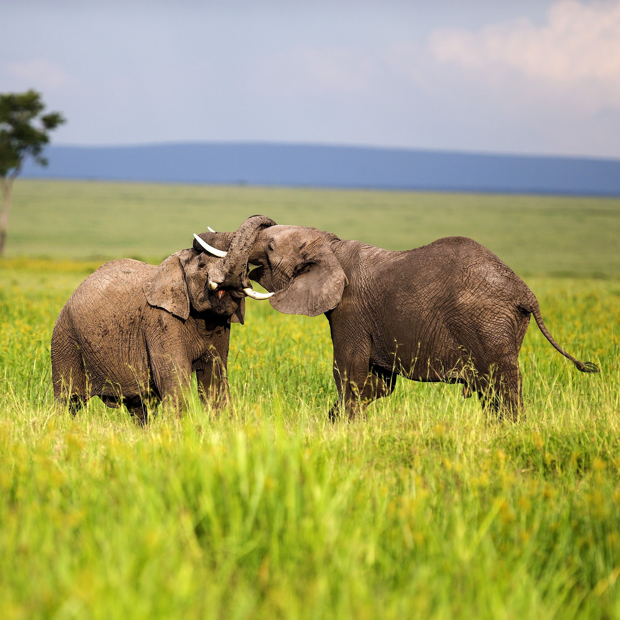 Battaglia tra colossi