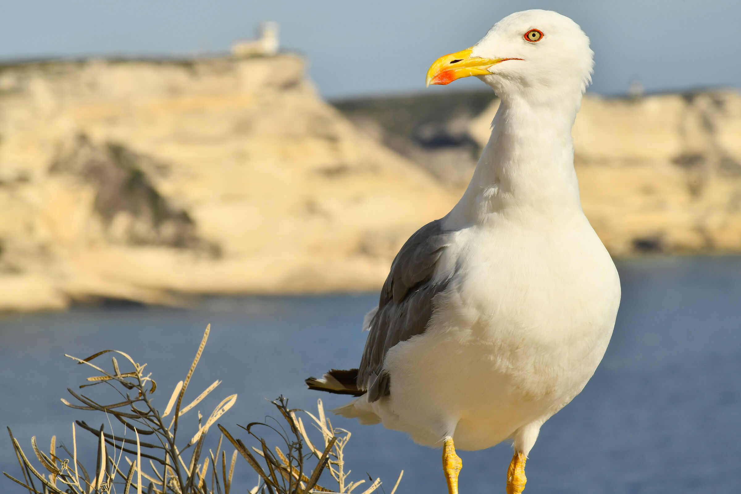 Bonifacio's seagull