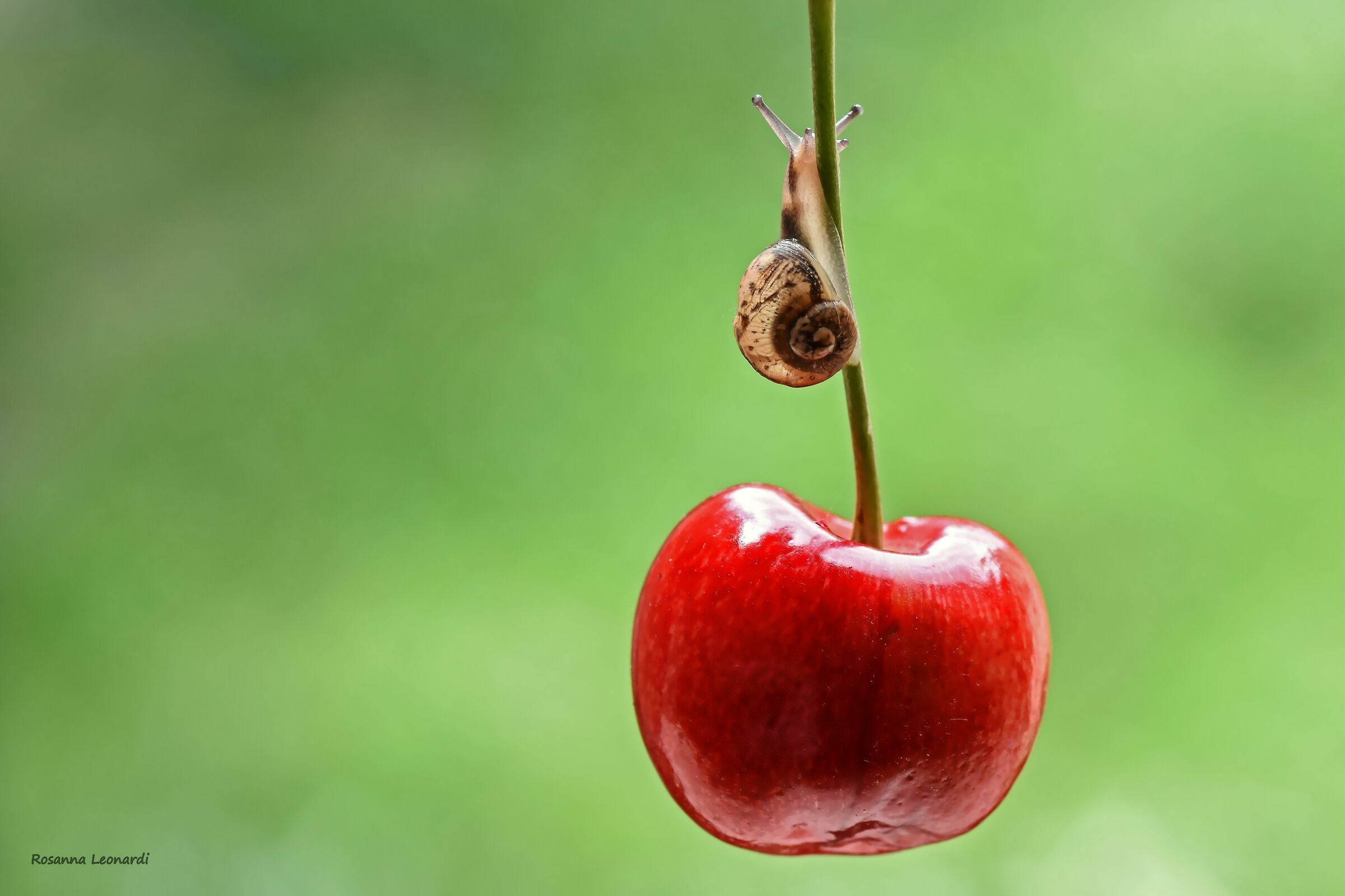 Cherry sweet cherry