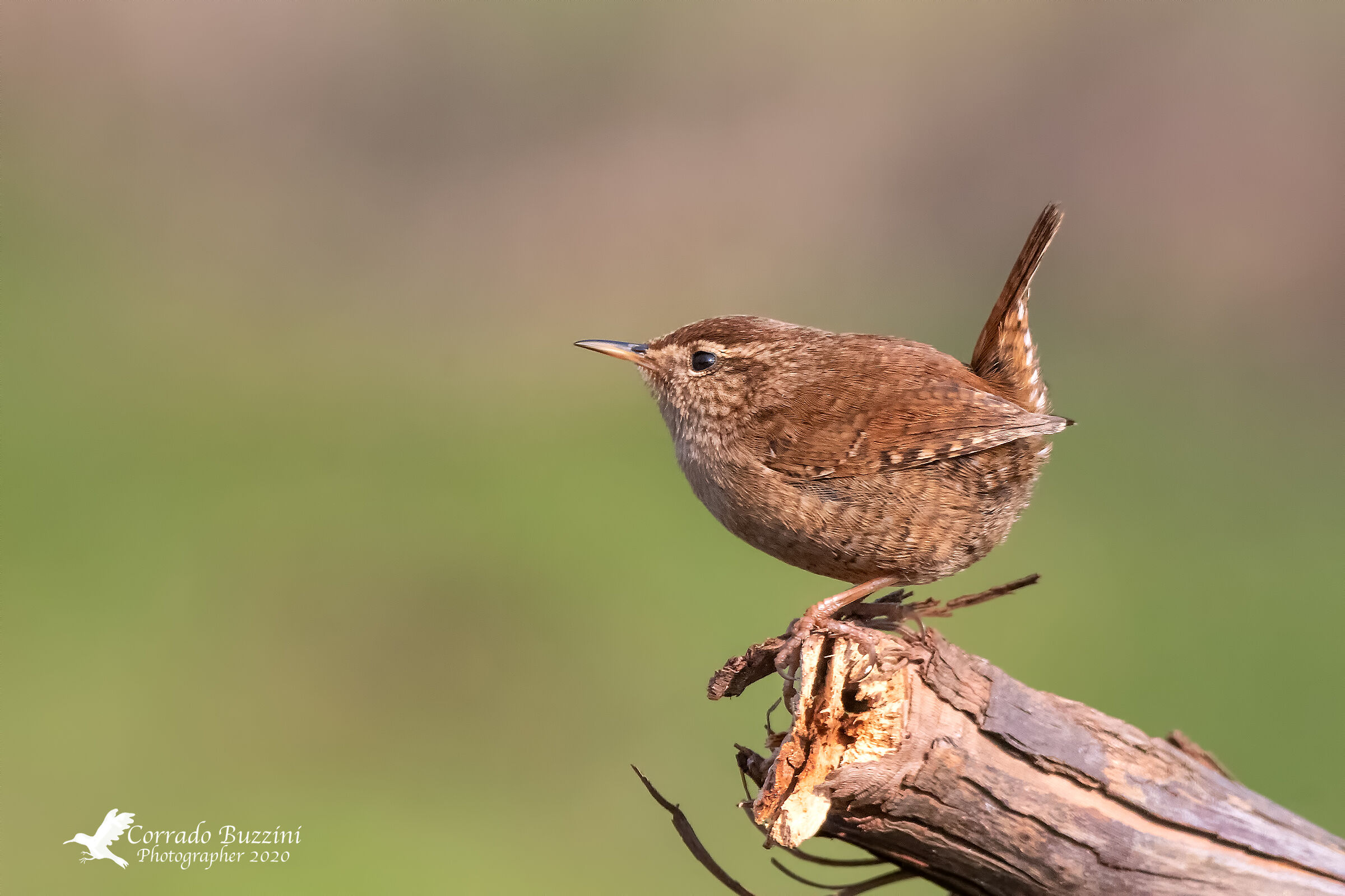 Wren