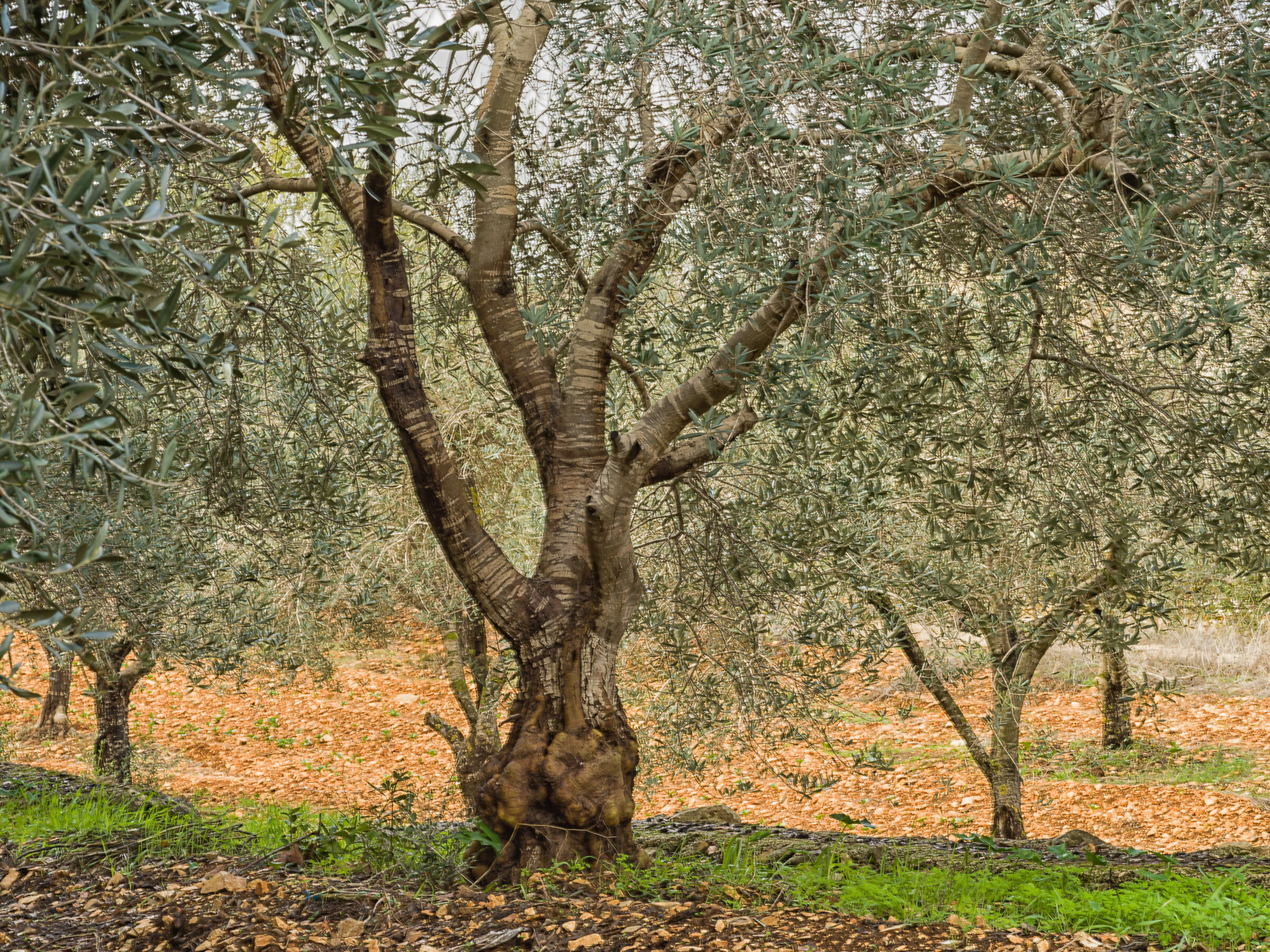 Olive Trees