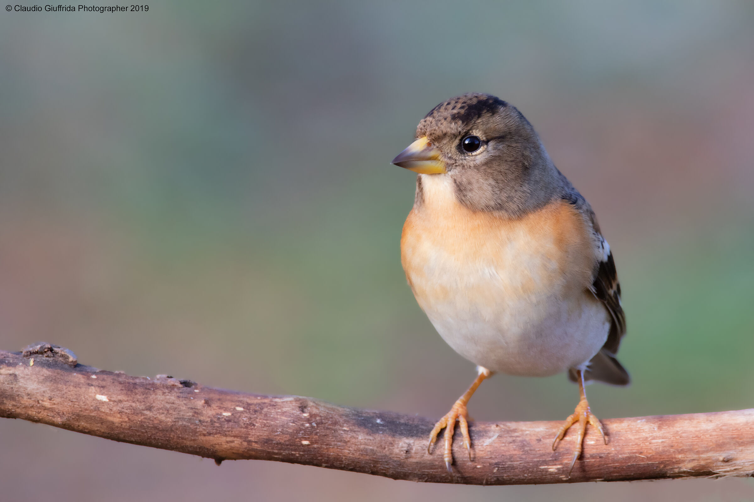 Fringilla montifringilla