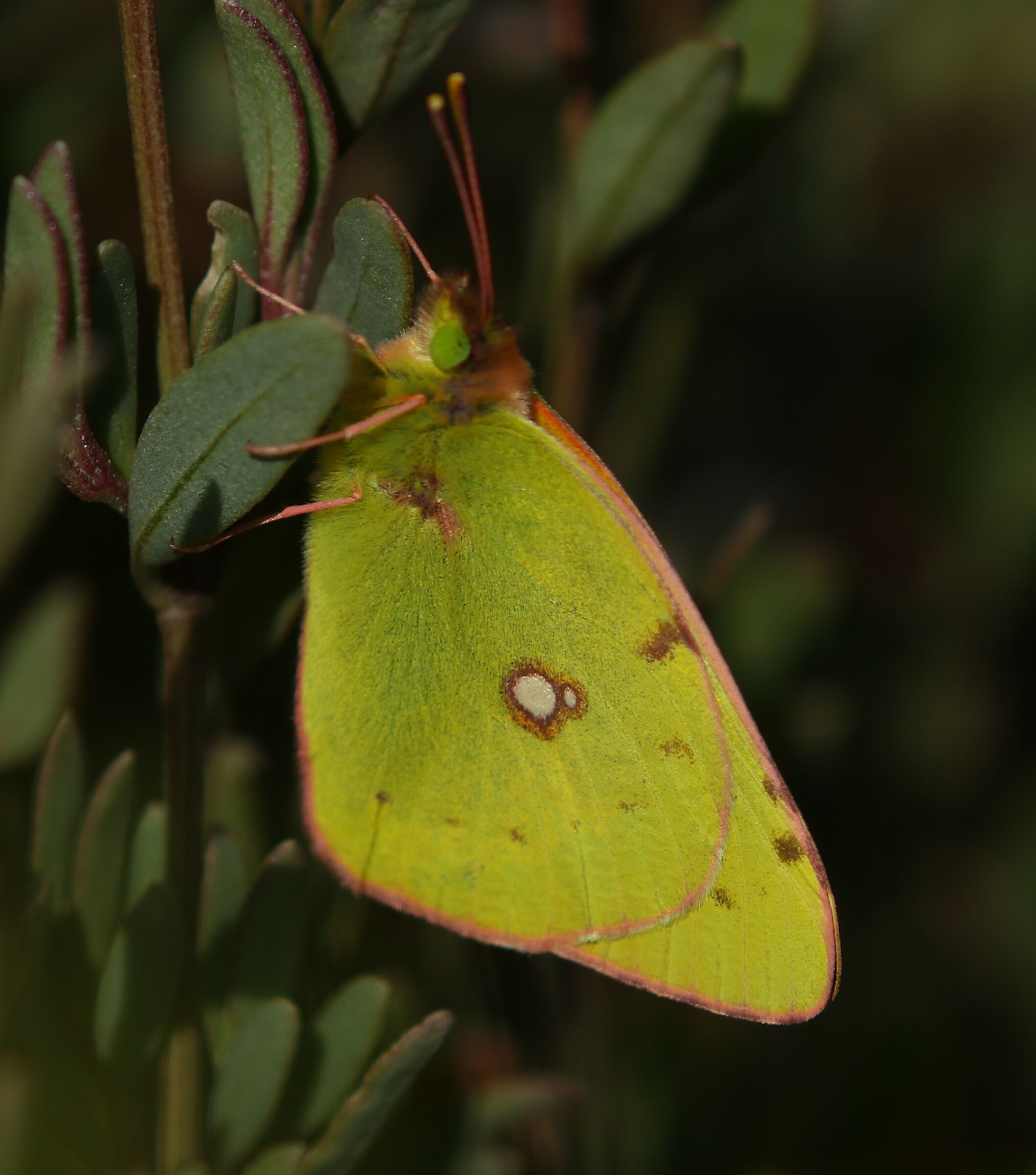 Colias alfacariensis