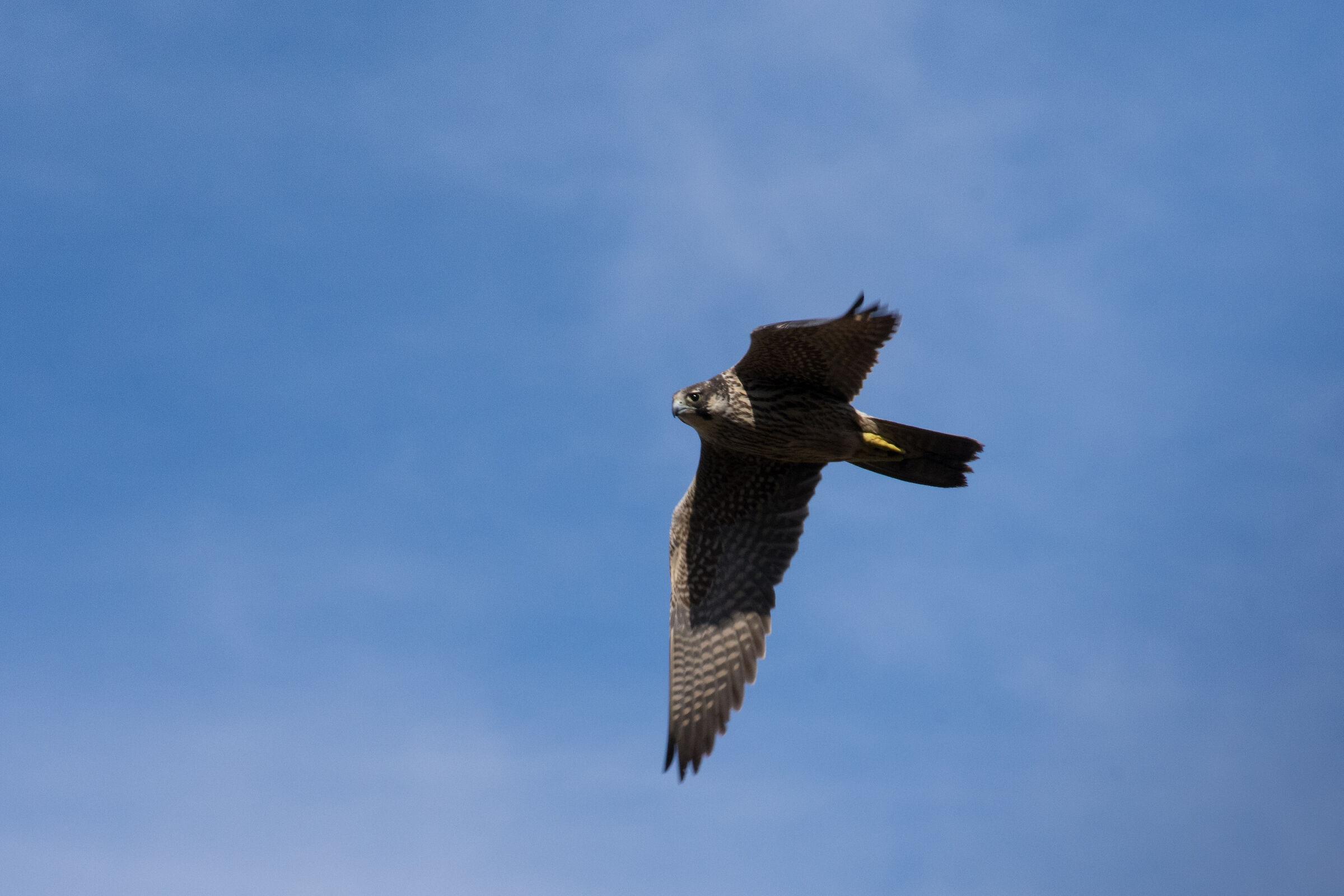 Falco Pellegrino j. in caccia