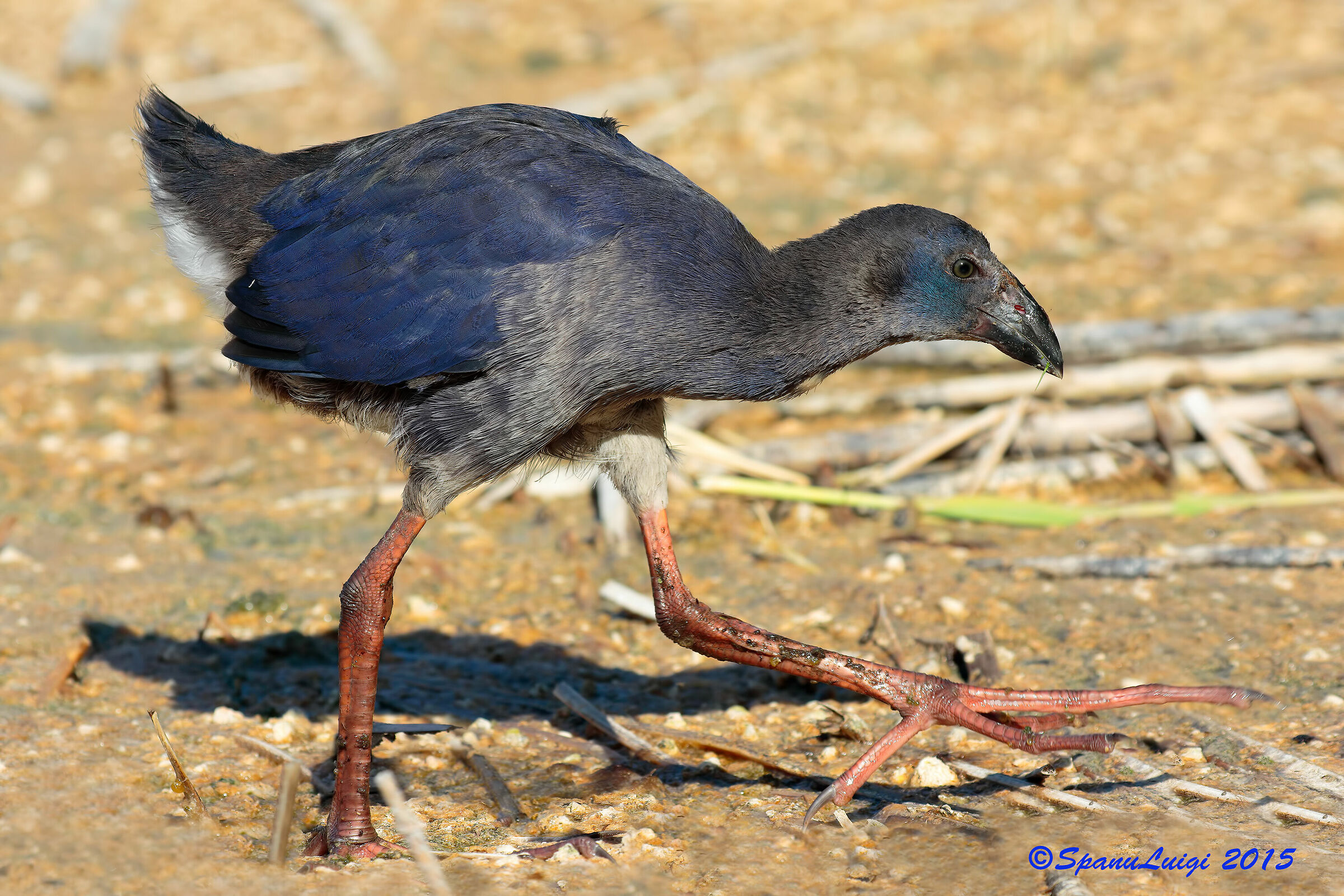 Chicken Young Sultan