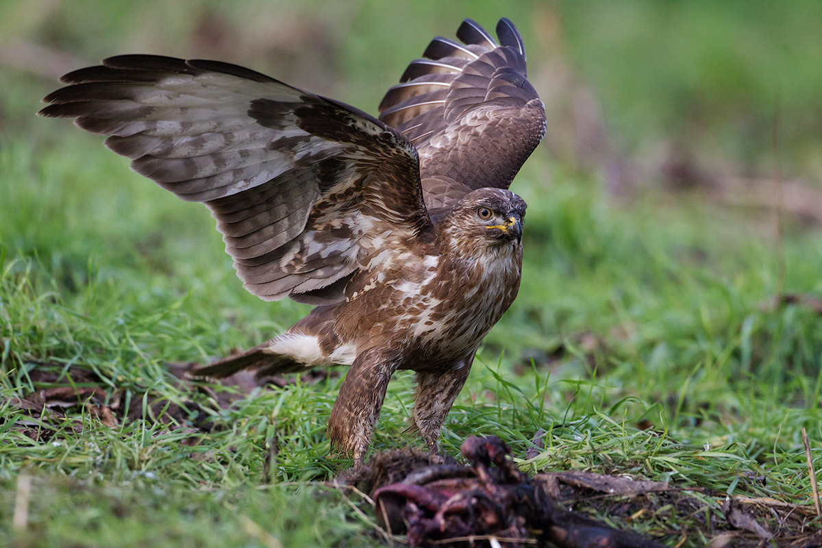 hungry buzzard