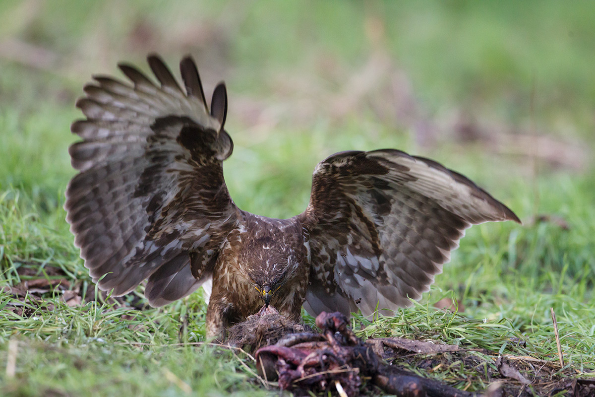 2 starving buzzard