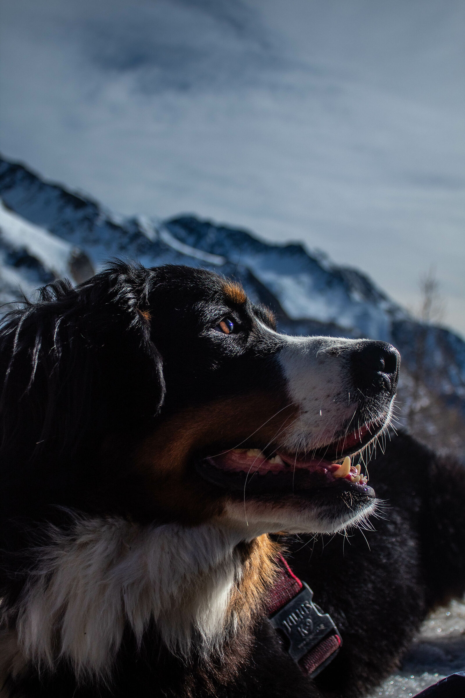 Queen of the Mountain