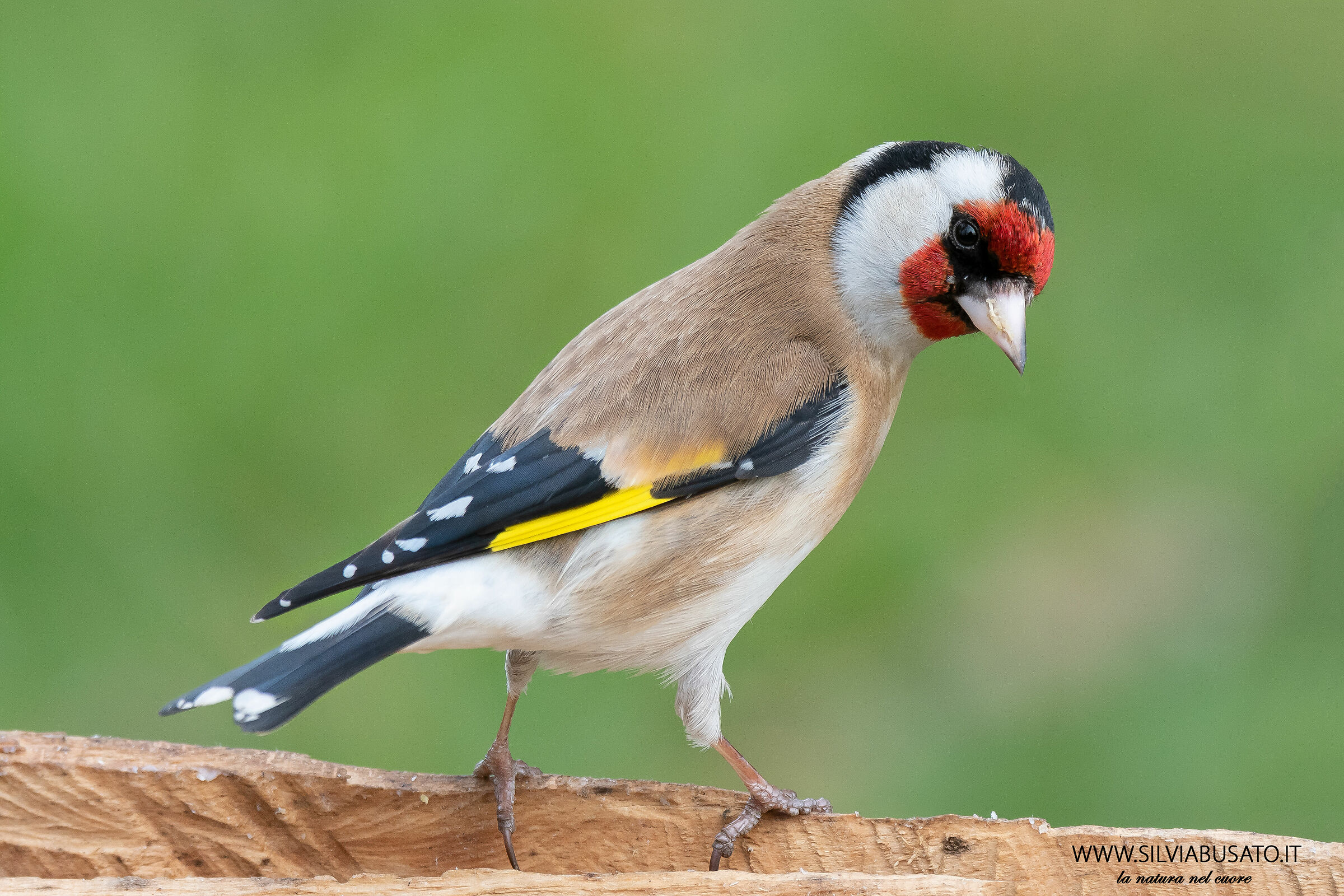 Cardellino nel mio giardino