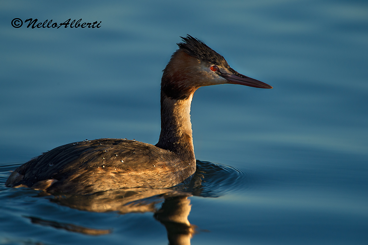 grebe