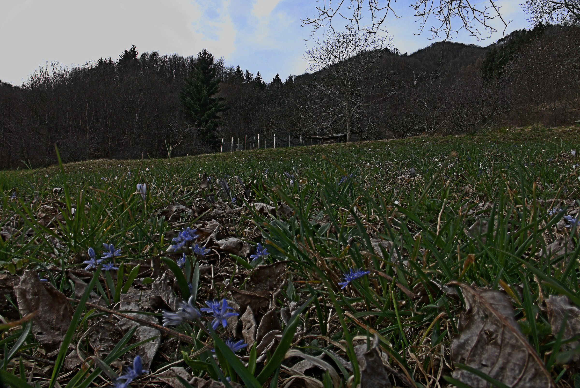 Scyles before the Storm