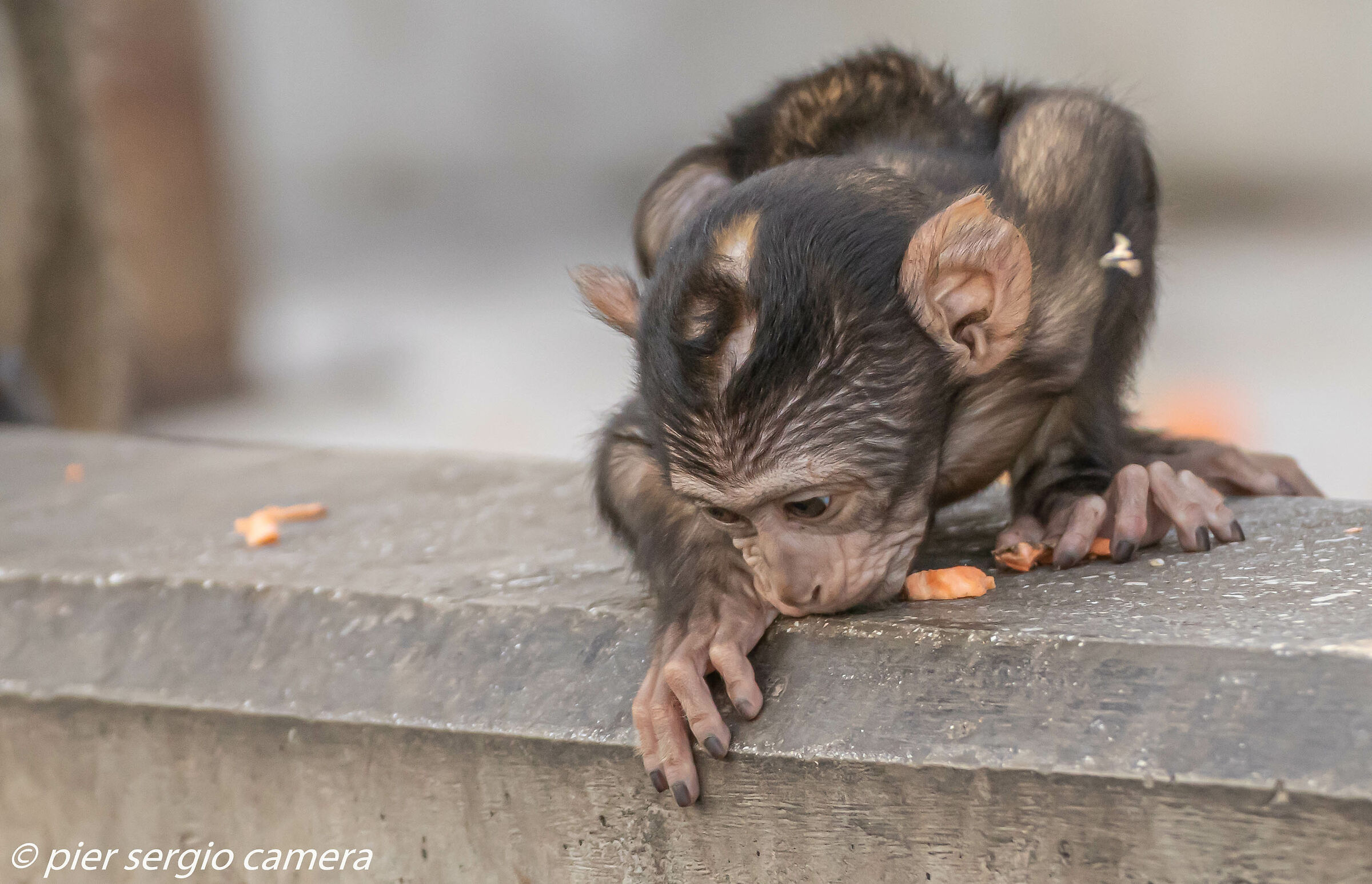 Quando ti cade la nocciolina e non sai come recuperarla