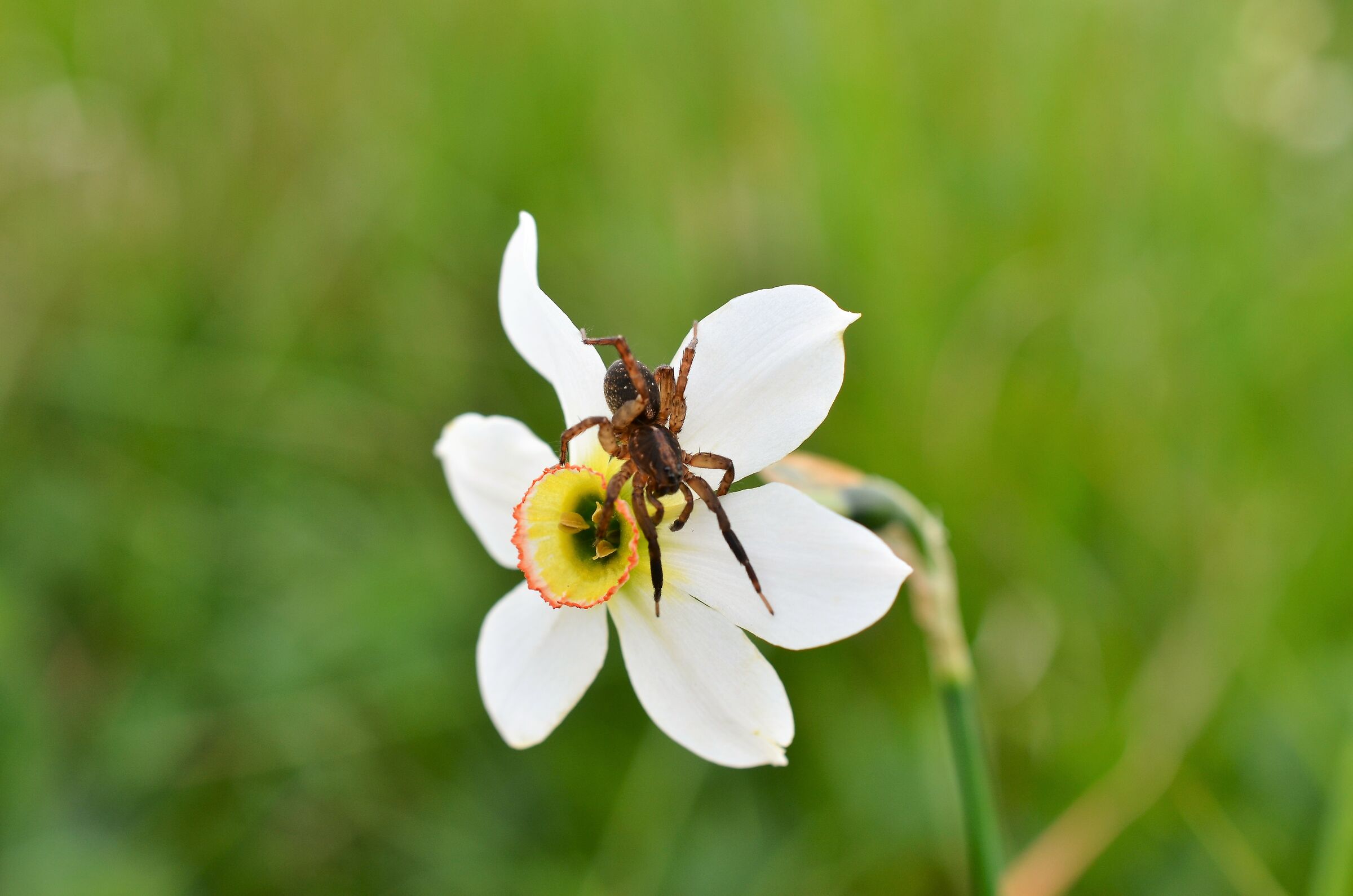 Narcissus with guest