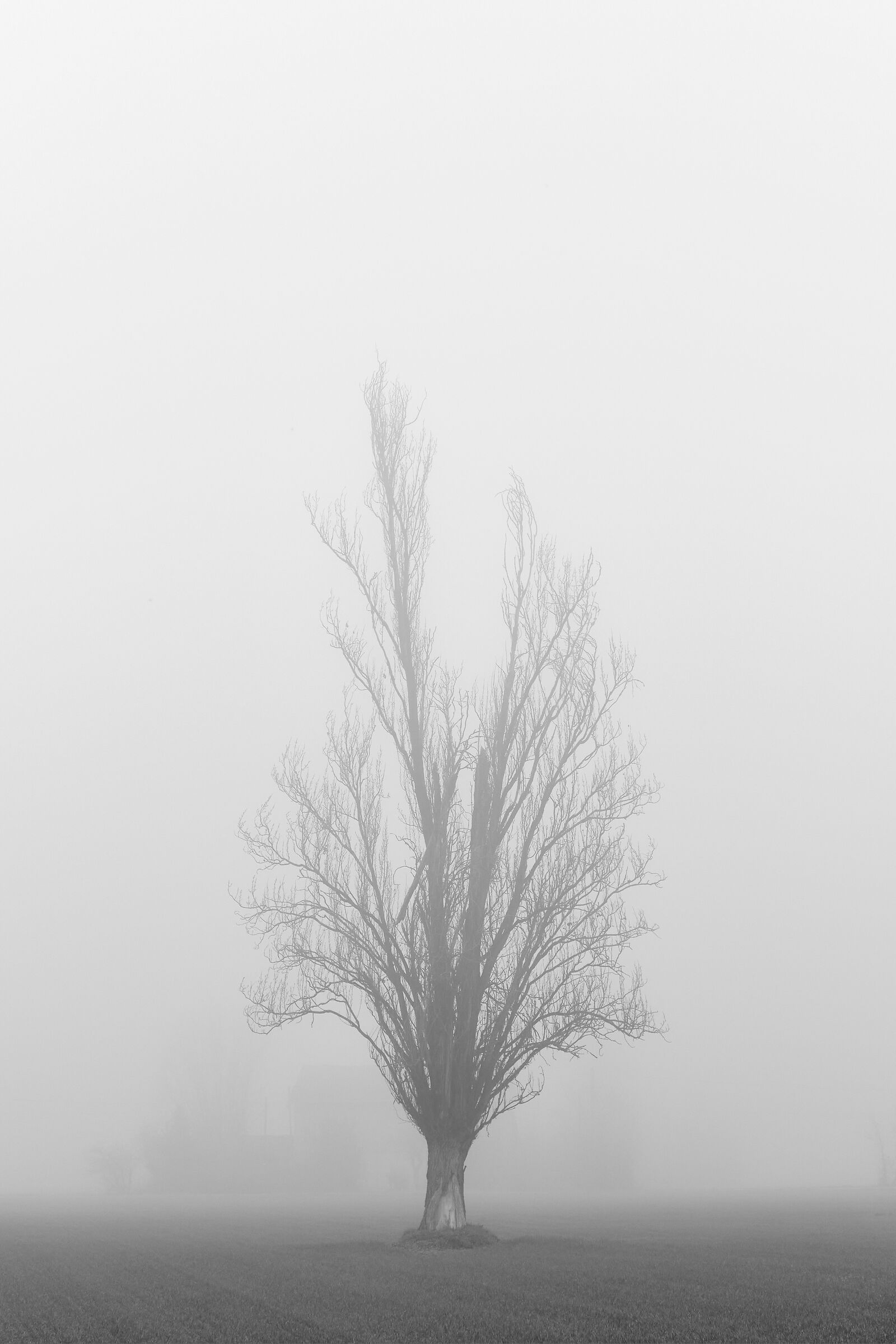 Nebbia_07