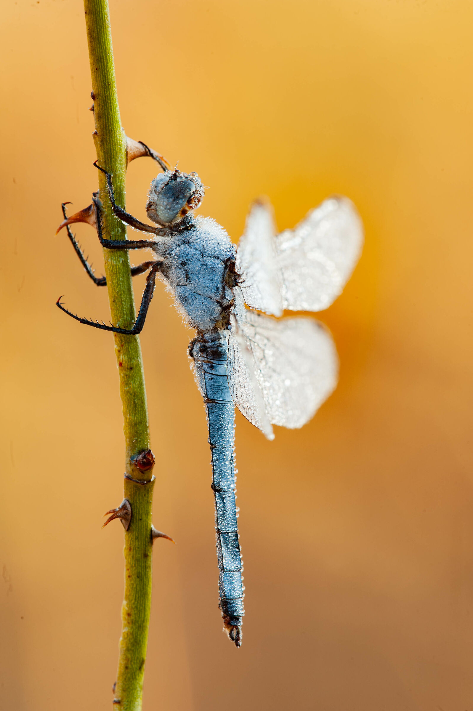 Orthetrum brunneum