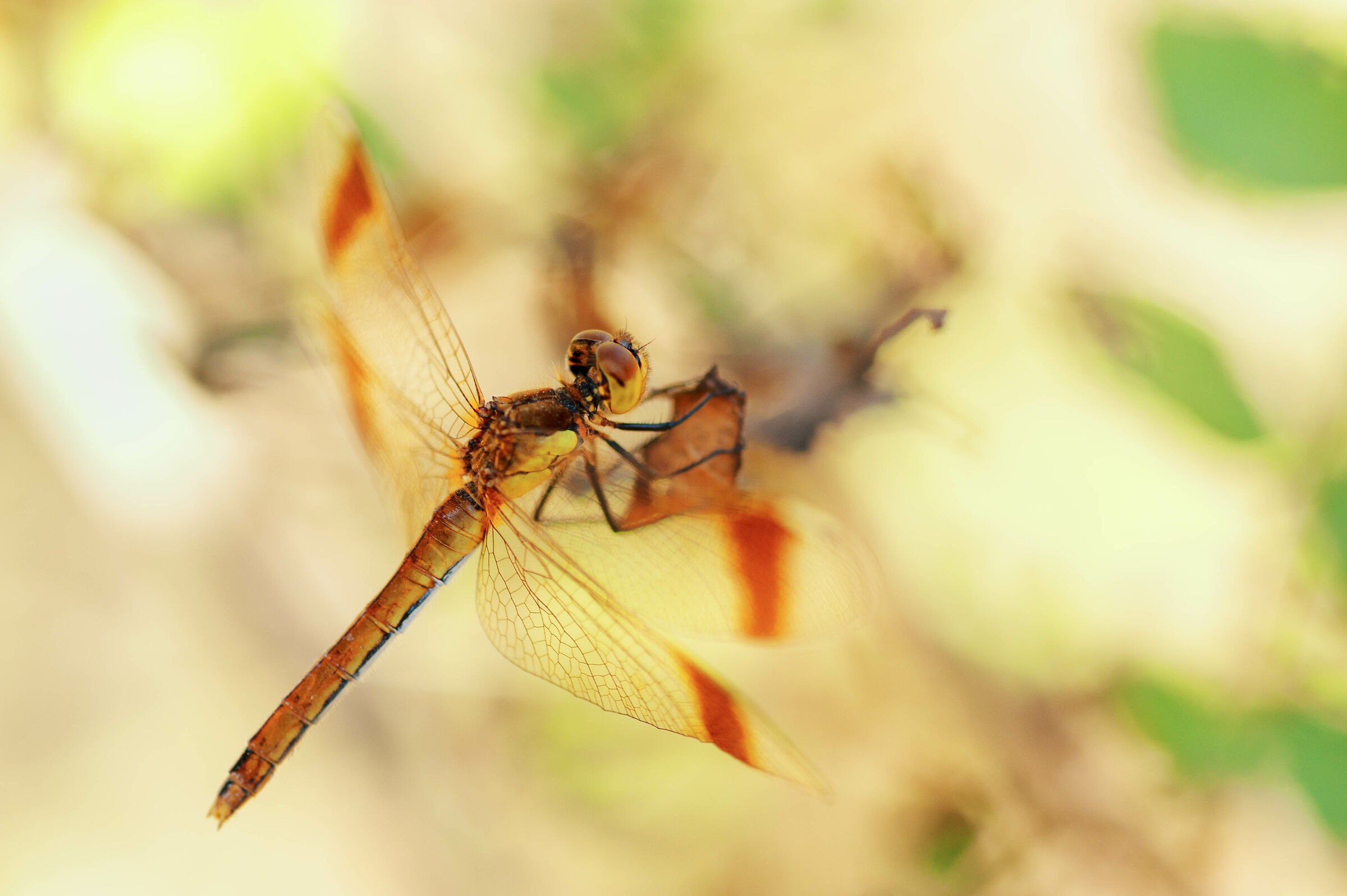 Pedestrian Sympetrum