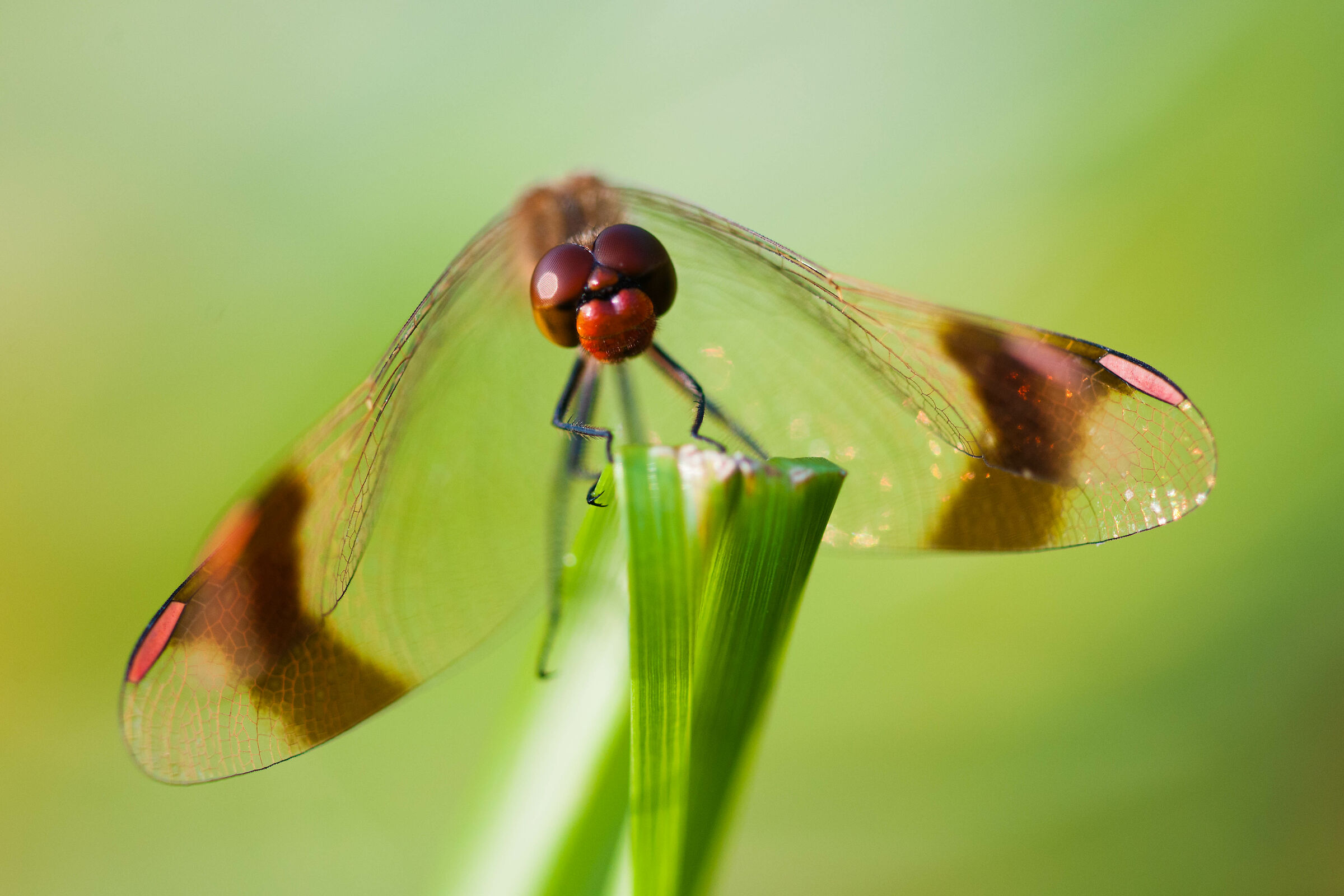 Pedestrian Sympetrum