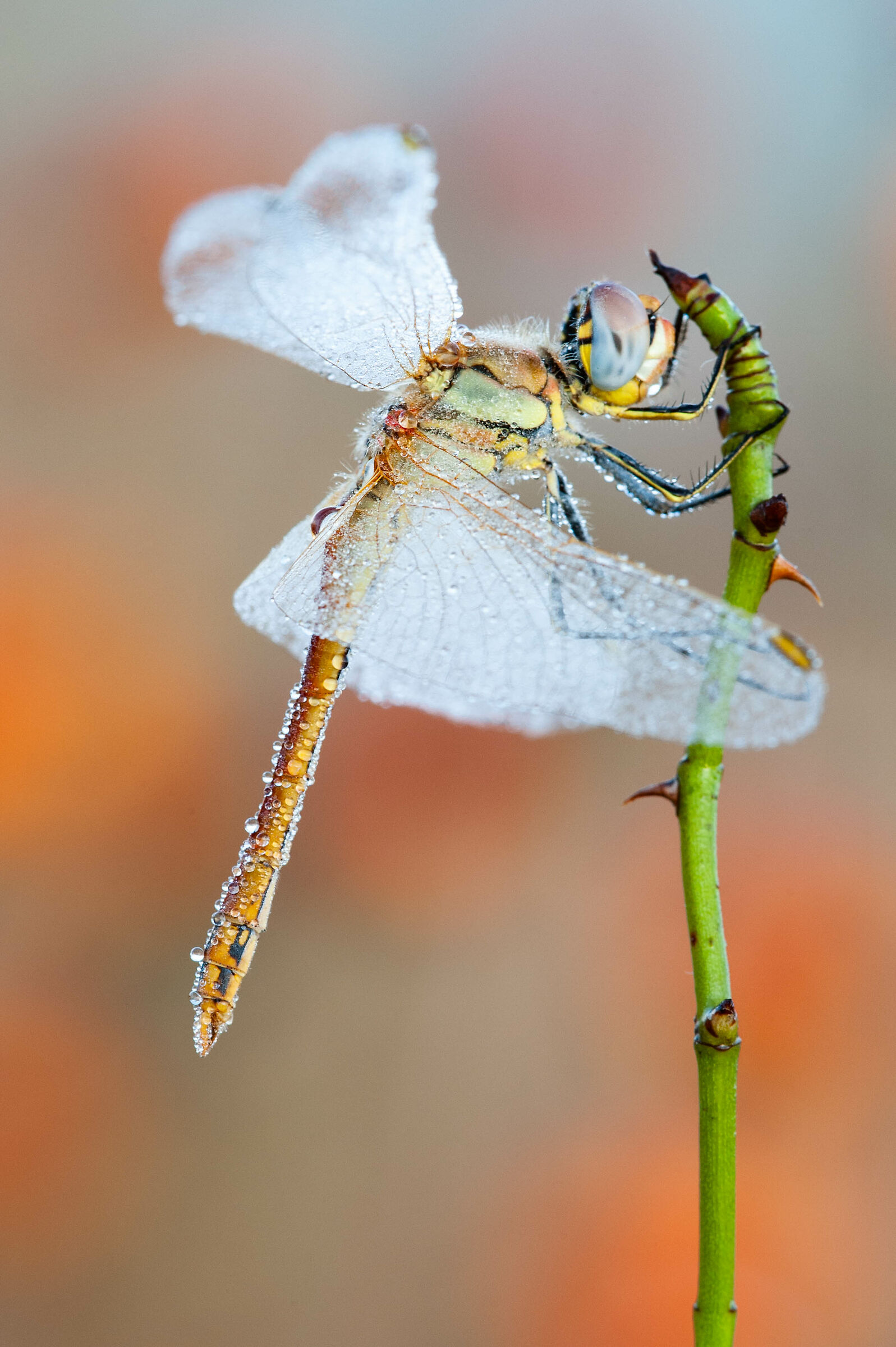 Sympetrum fonsocolombii