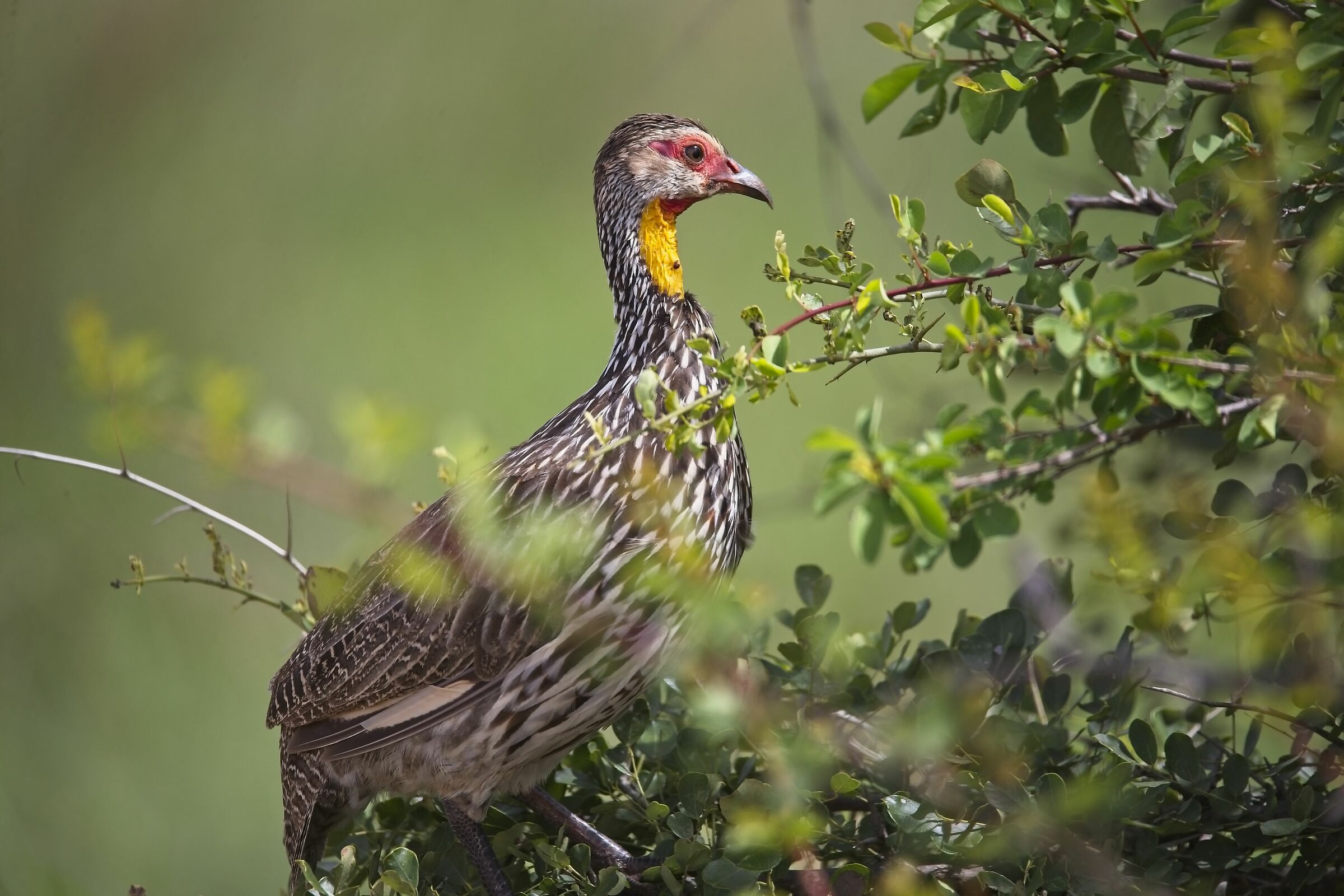 spurfowl