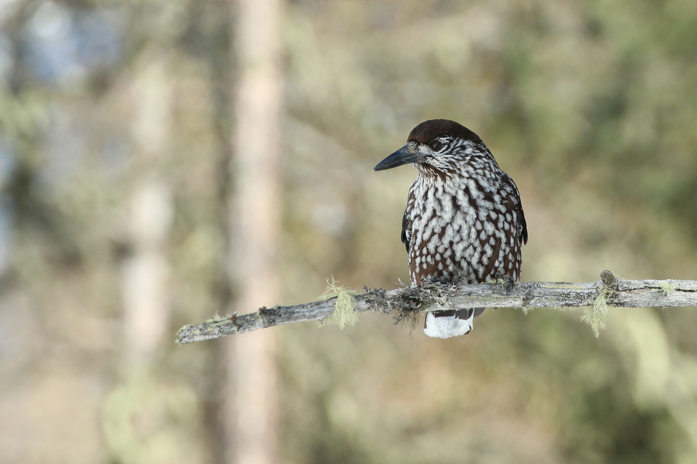 Nucifraga caryocatactes